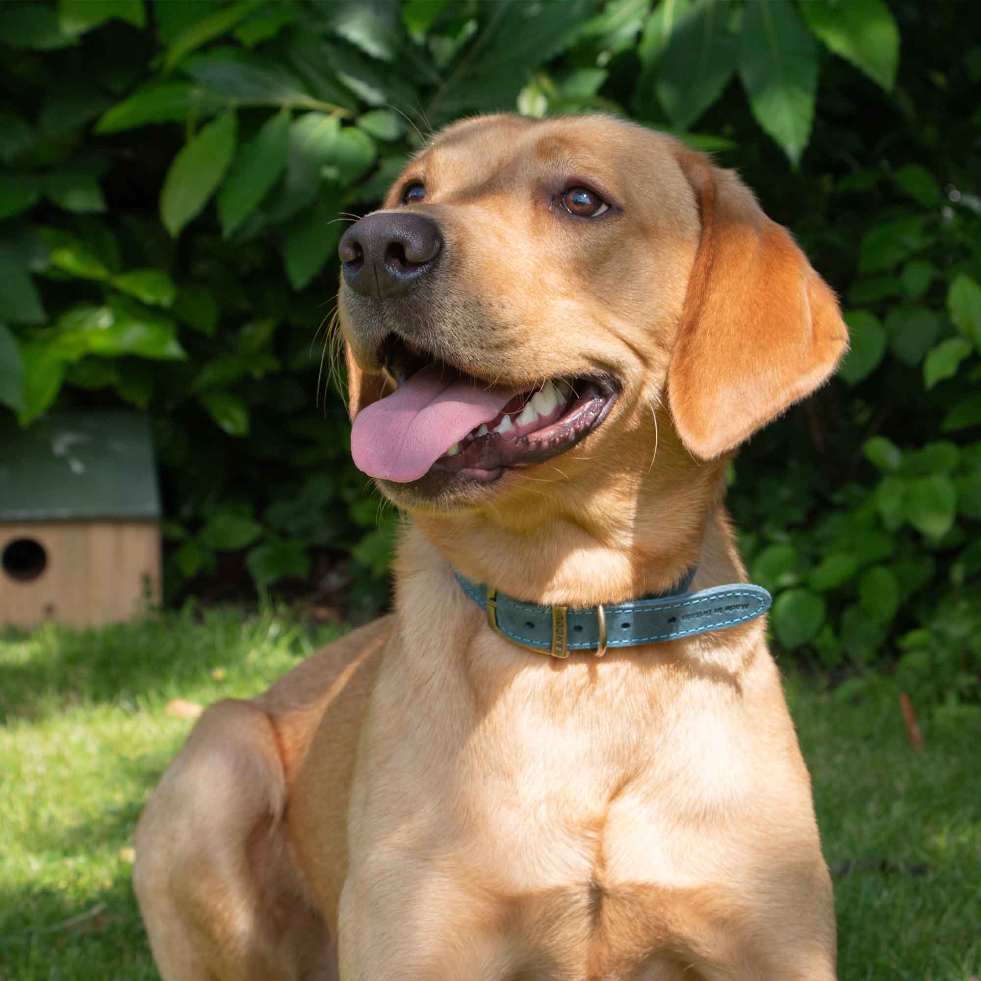 Fox red Labrador sitting in a blue Timberwolf leather collar