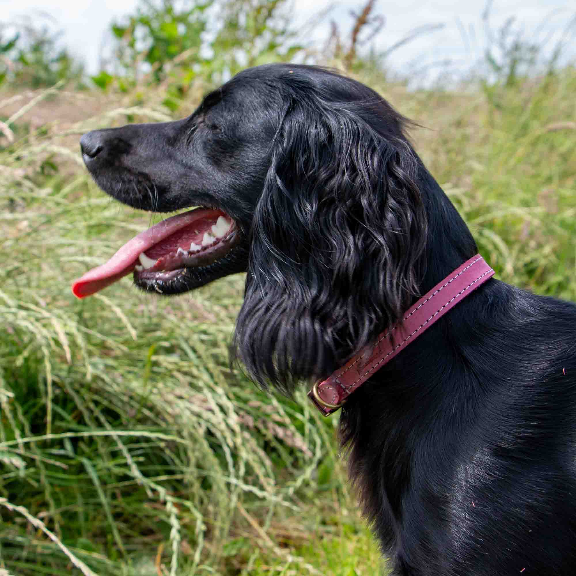 Black spaniel in a raspberry Timberwolf leather collar in long grass
