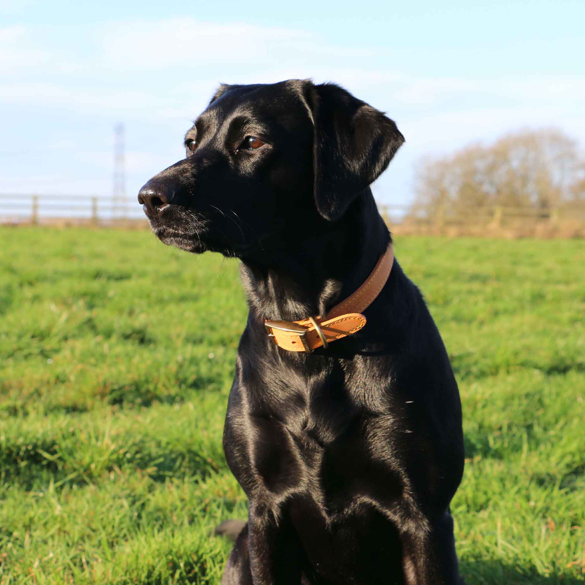 Black Labrador wearing a mustard Ancol Timberwolf leather collar