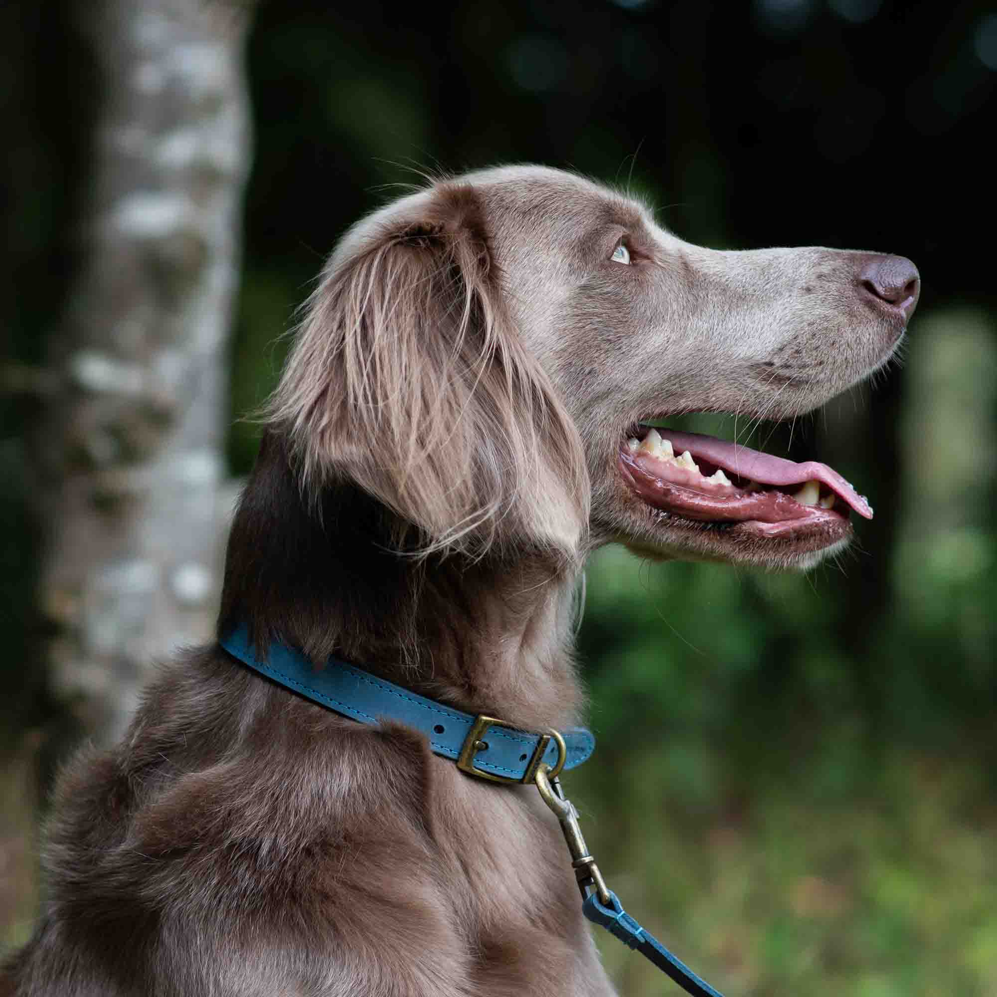 Grey gundog wearing a blue Ancol Timberwolf leather collar and lead