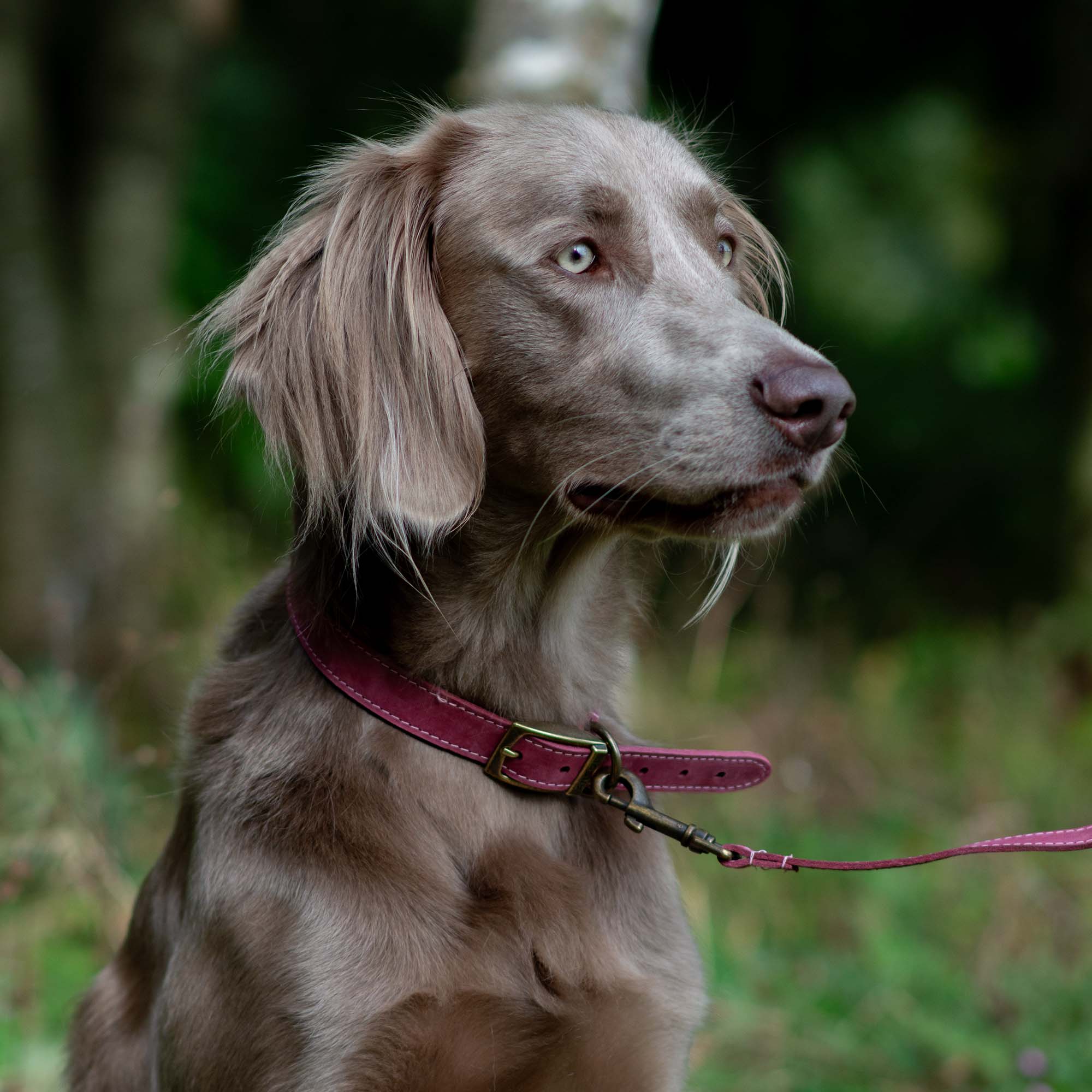 Grey gundog wearing the raspberry Ancol Timberwolf leather collar outdoors