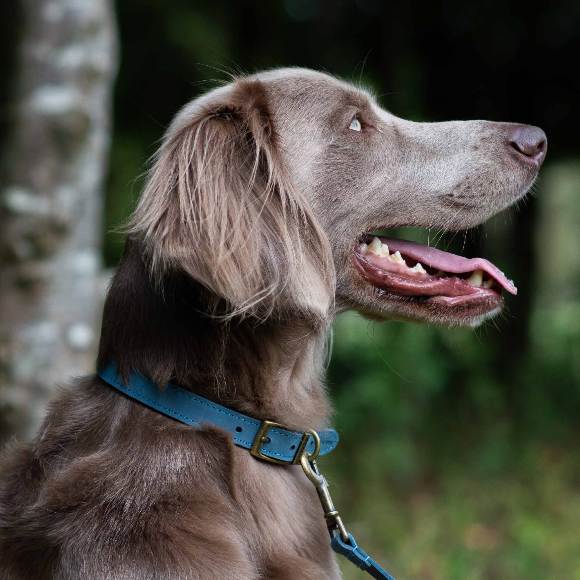 Grey gundog wearing a blue Timberwolf collar and lead in woodland