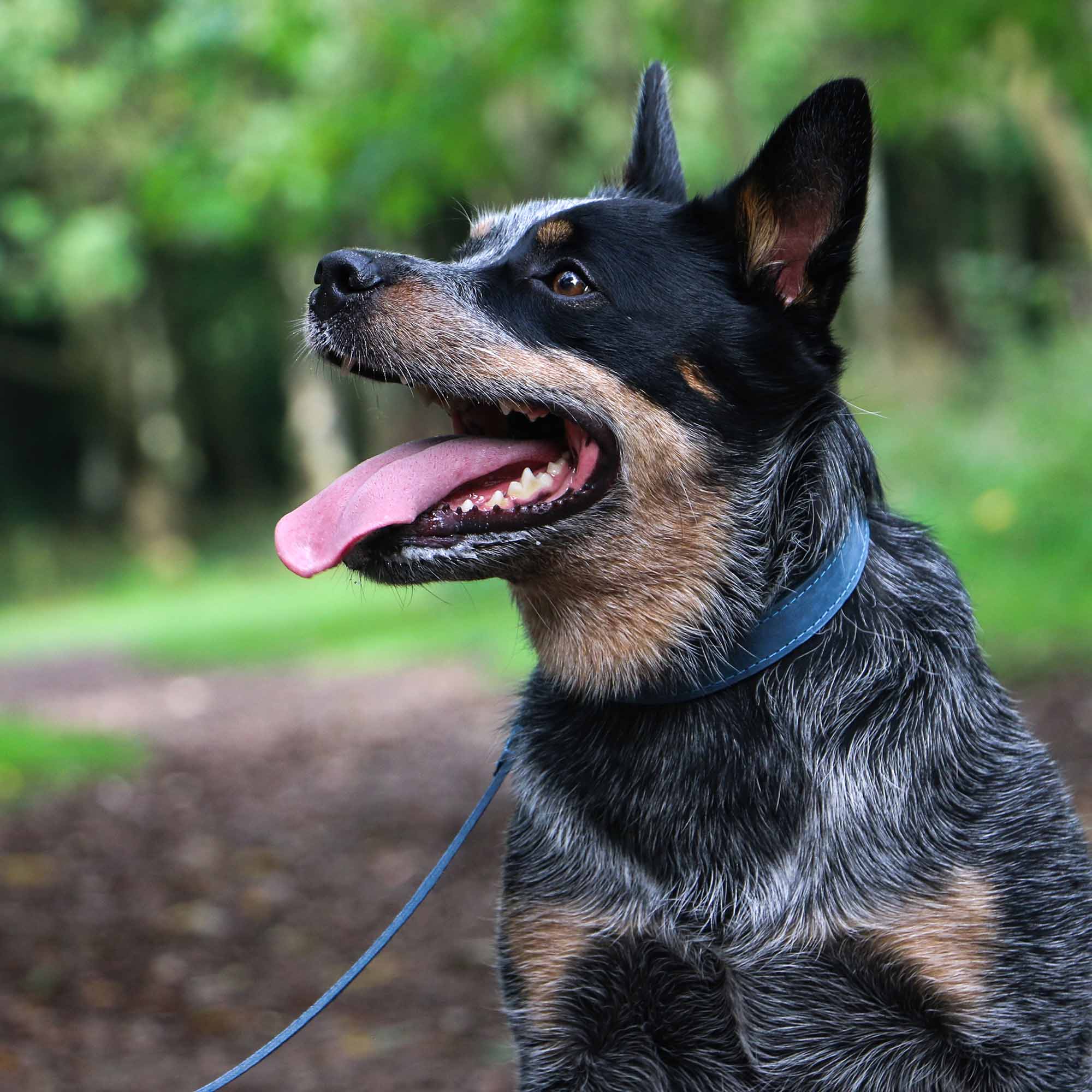 Blue heeler-type dog wearing a blue Ancol Timberwolf collar