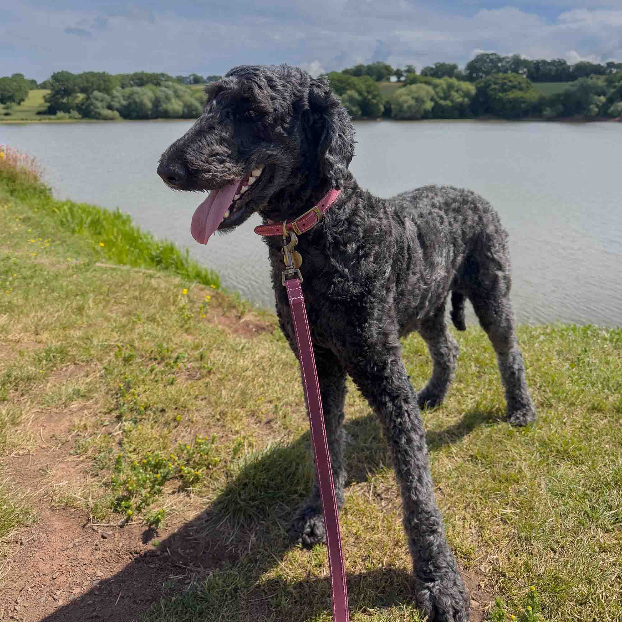 Curly-coated dog by a lake in a raspberry Timberwolf collar with the matching lead