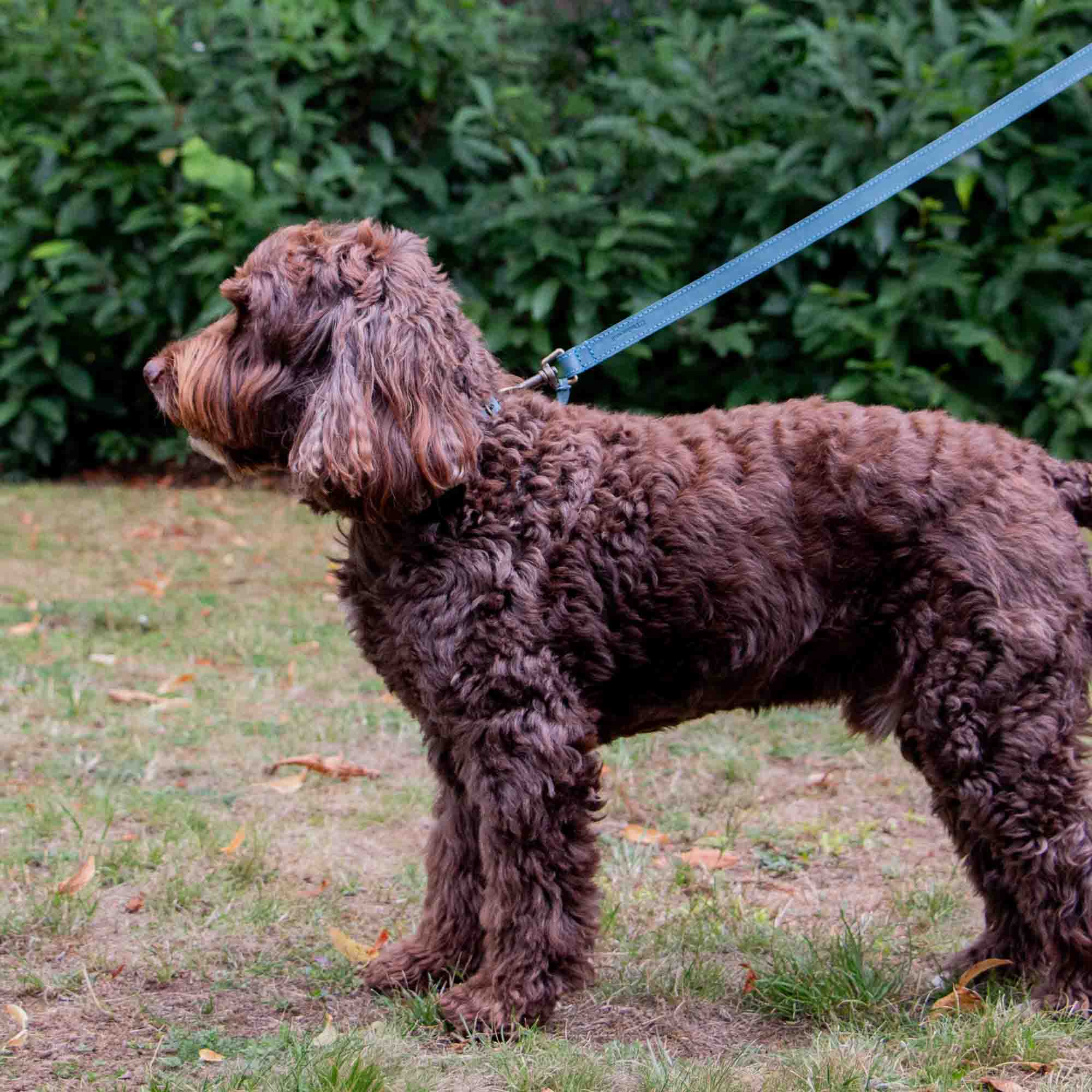 Chocolate cockapoo-type dog standing on grass on a blue Timberwolf lead