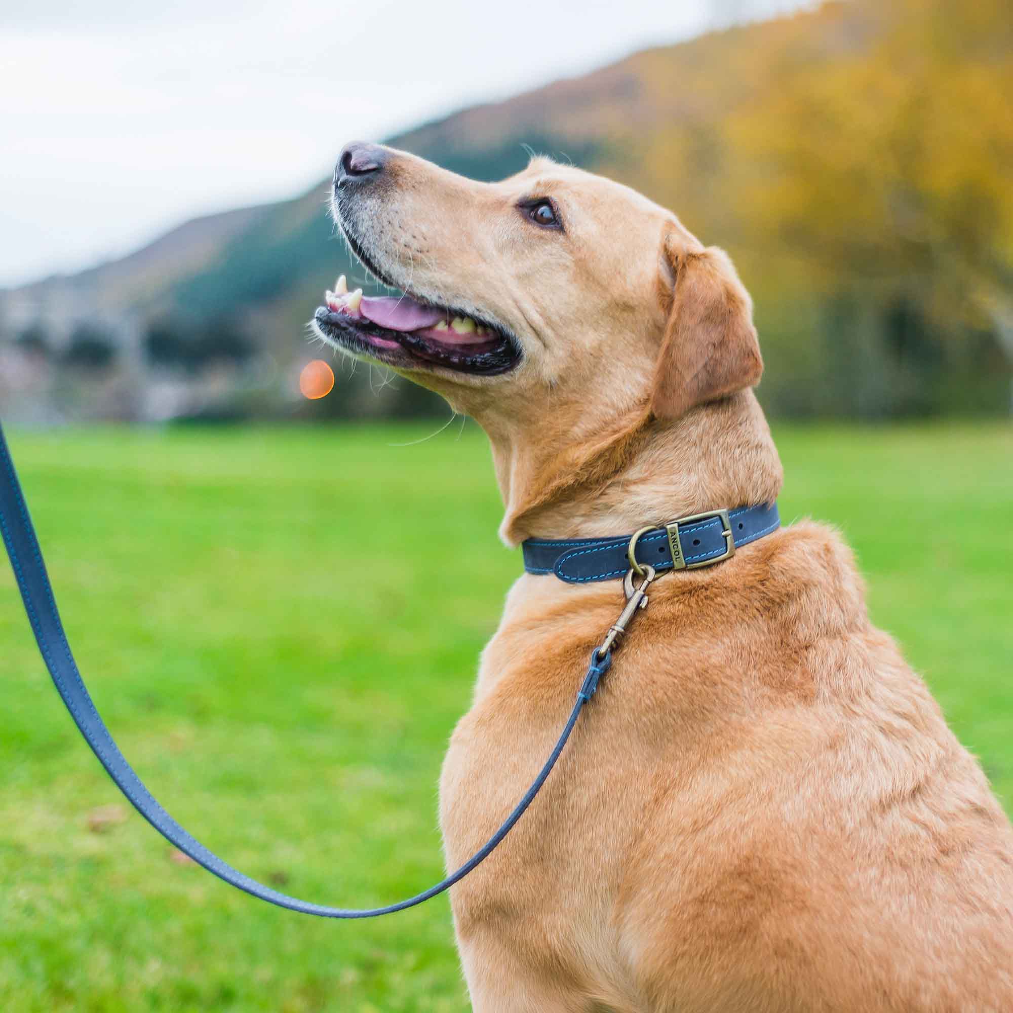 Golden Labrador in a blue Timberwolf collar and lead