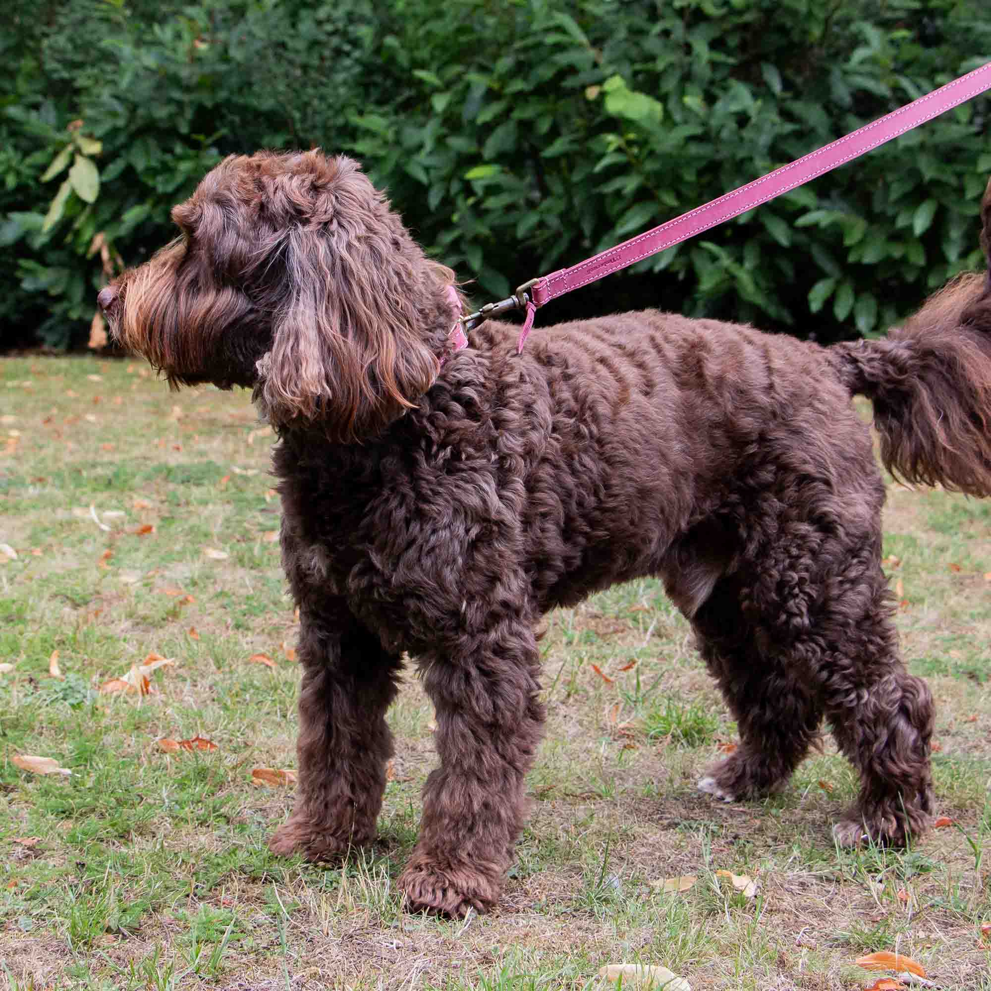Chocolate cockapoo-type dog on a raspberry Timberwolf lead