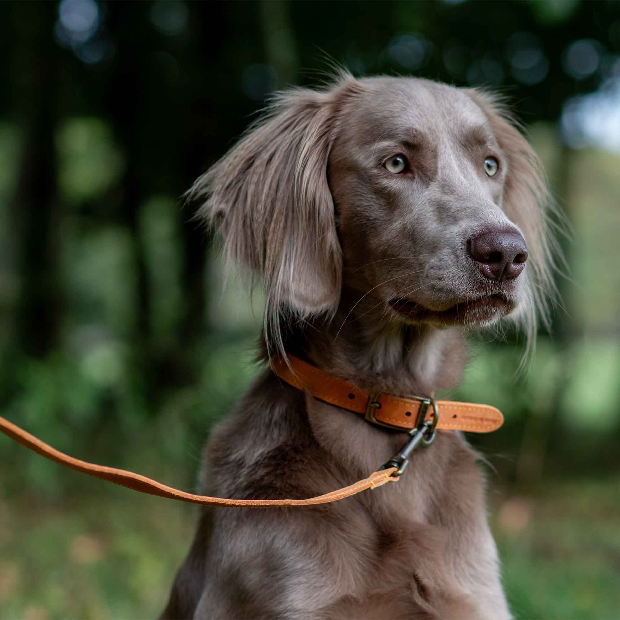 Grey gundog in a mustard Timberwolf collar and lead