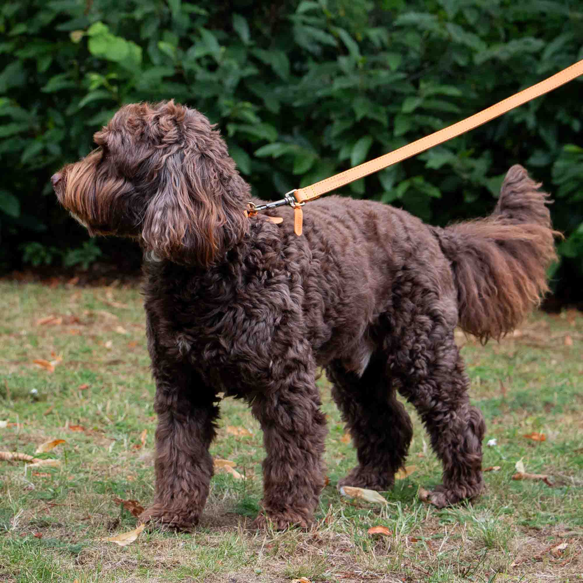 Chocolate cockapoo-type dog on a mustard Timberwolf lead