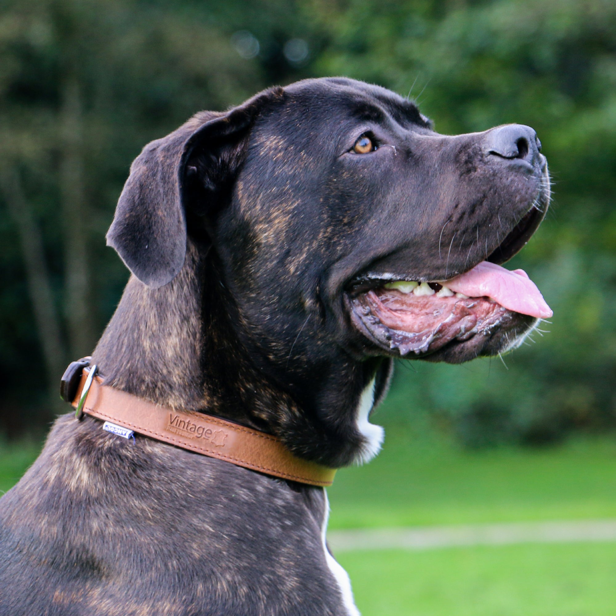 Side view of a brindle dog in the chestnut Vintage padded collar