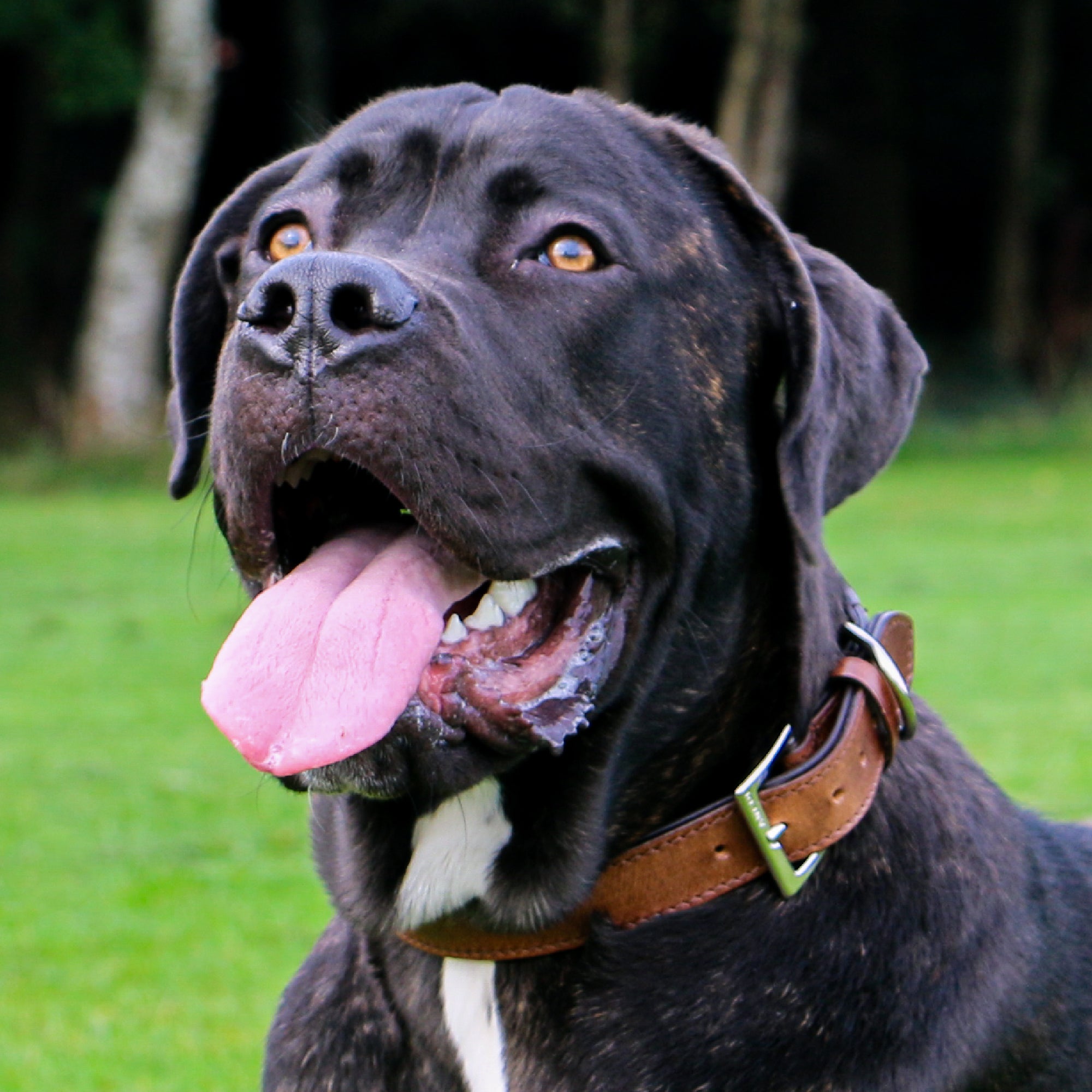 Brindle mastiff-type dog panting in a chestnut Vintage leather collar