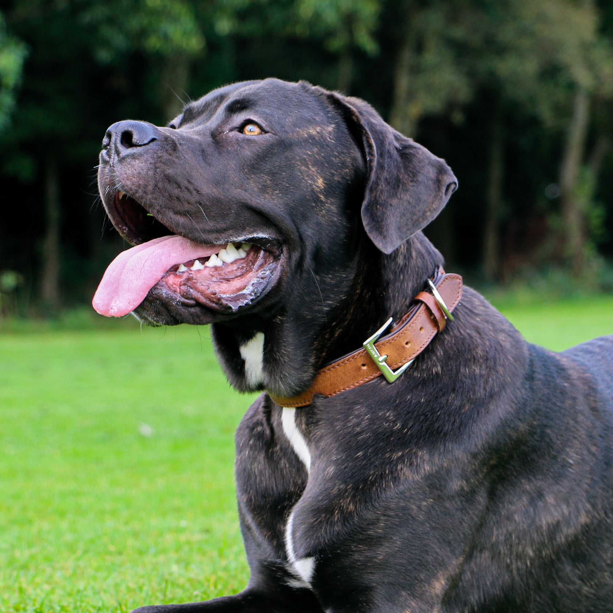 Brindle mastiff-type dog wearing a chestnut Heritage Vintage collar