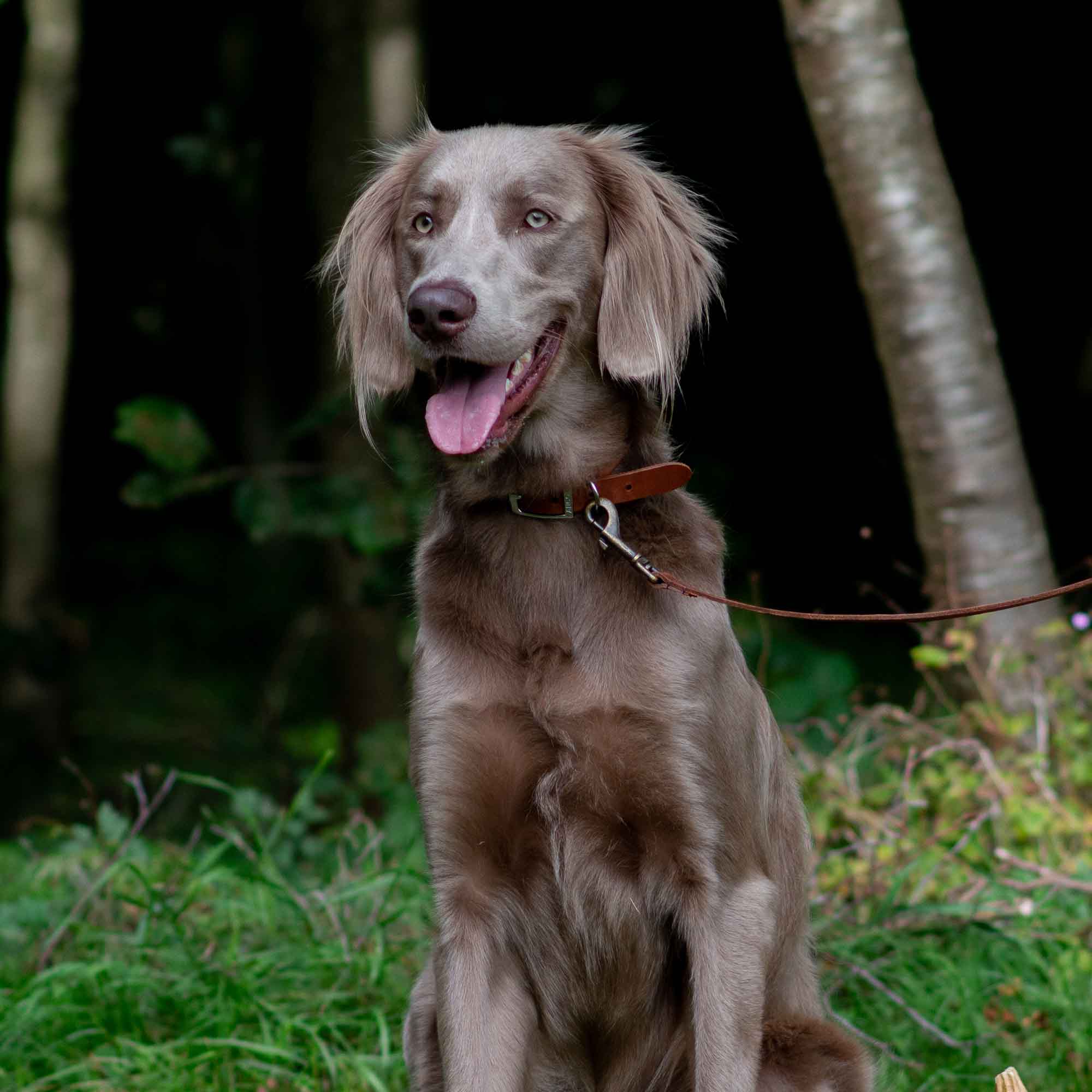 Grey long-haired gundog in a tan rolled leather collar and lead