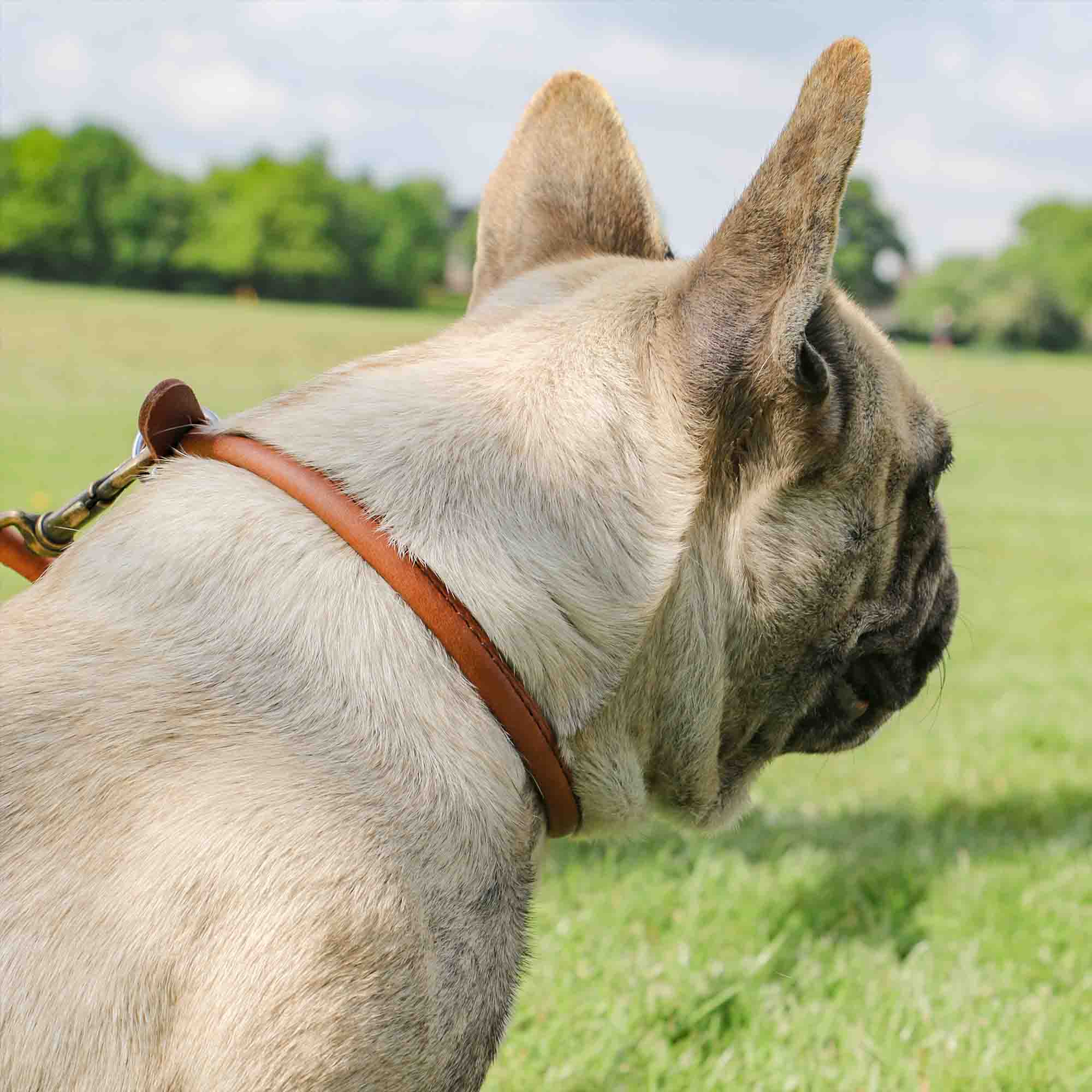 French bulldog wearing a tan Heritage rolled leather collar