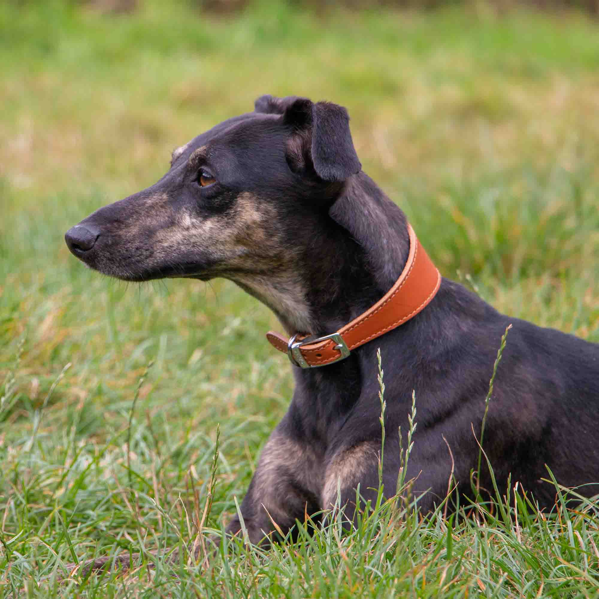 Lurcher lying in long grass wearing a tan Heritage hound collar