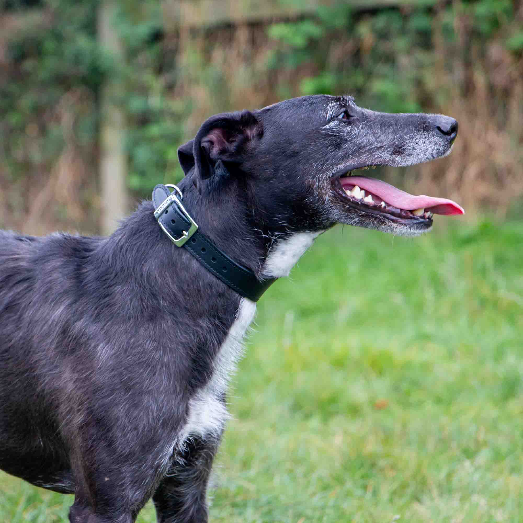 Black and white lurcher wearing the black version of the hound collar