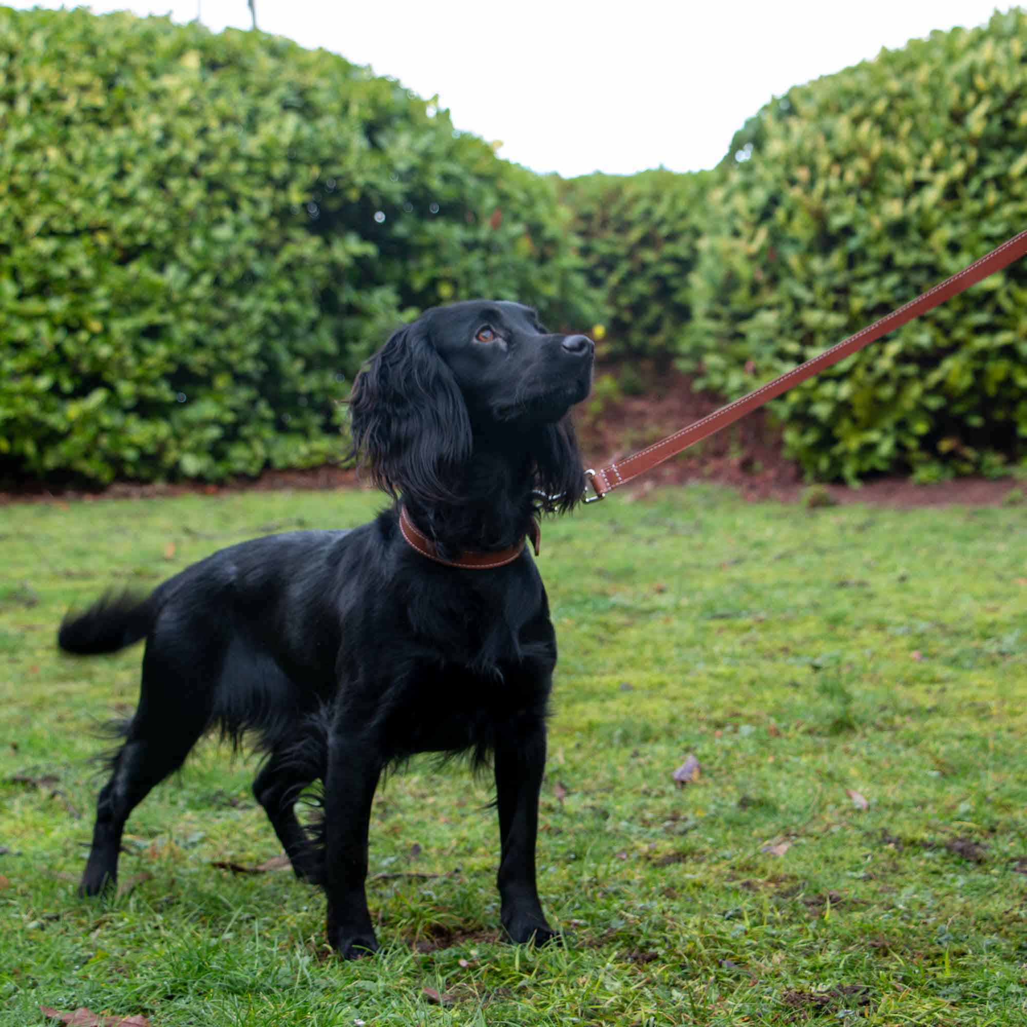 Black spaniel walking on the tan version of the Heritage leather lead