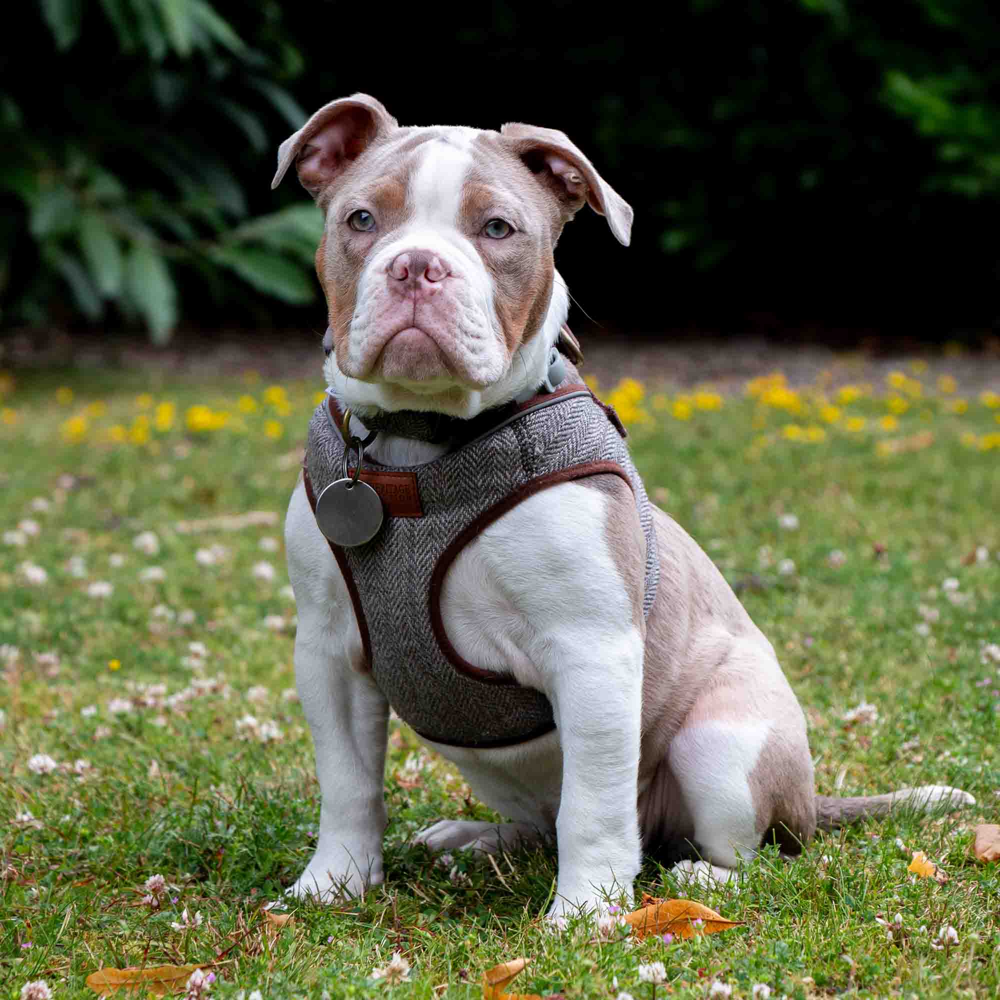 Bulldog puppy sitting on grass in the herringbone step-in harness