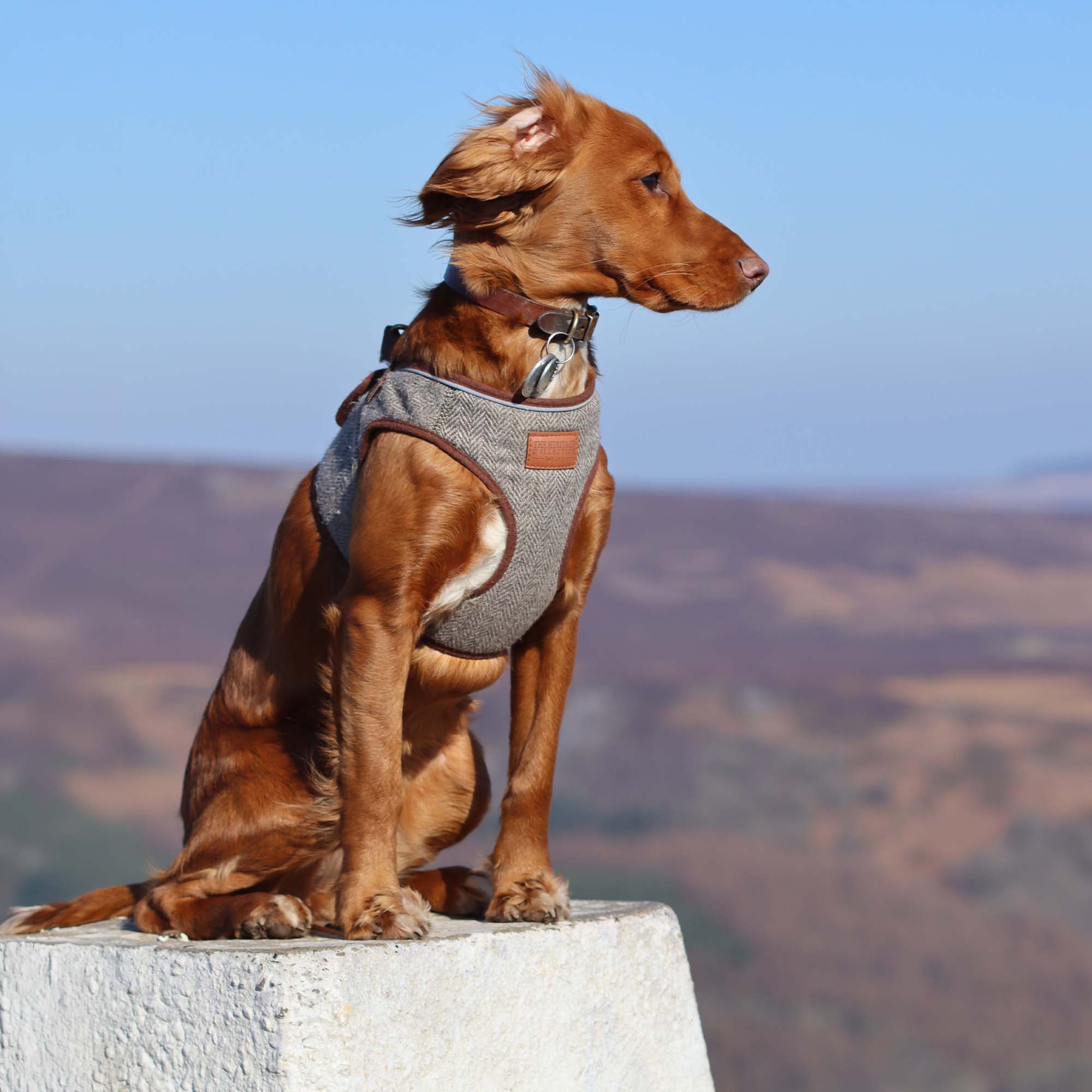 Red setter puppy in a herringbone harness on a hilltop trig point