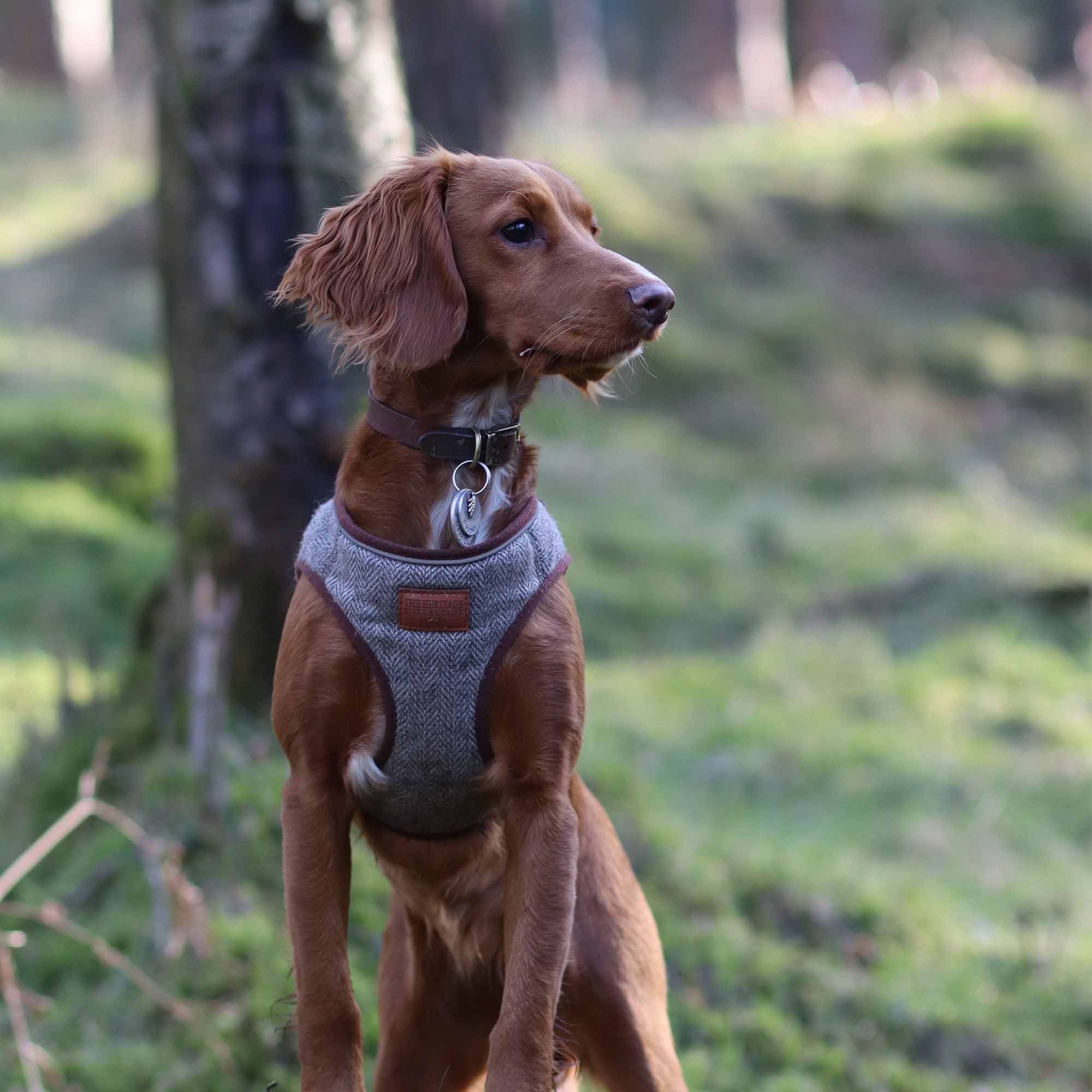 Red setter wearing the herringbone harness in woodland