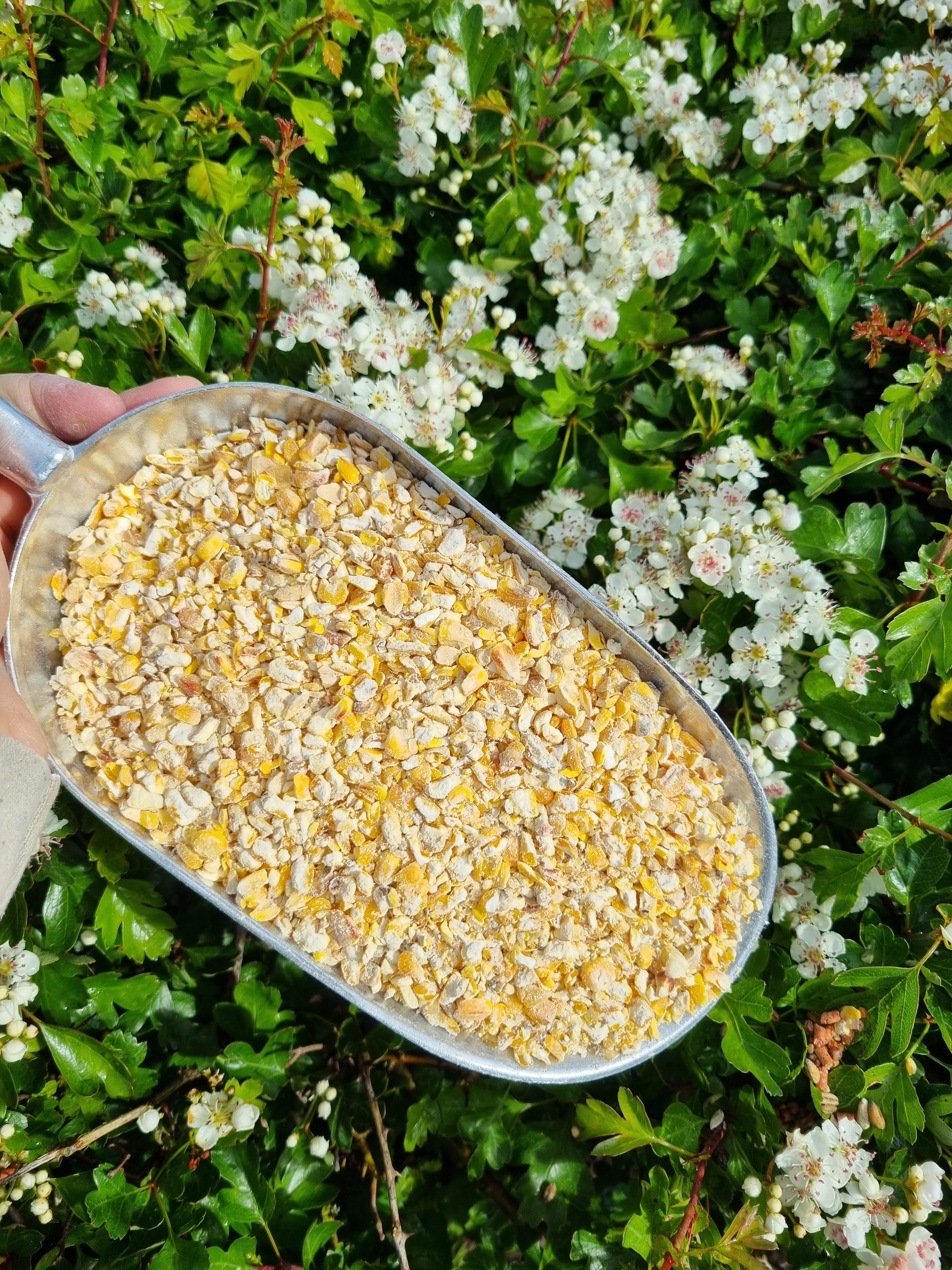Henry Bell Kibbled Maize