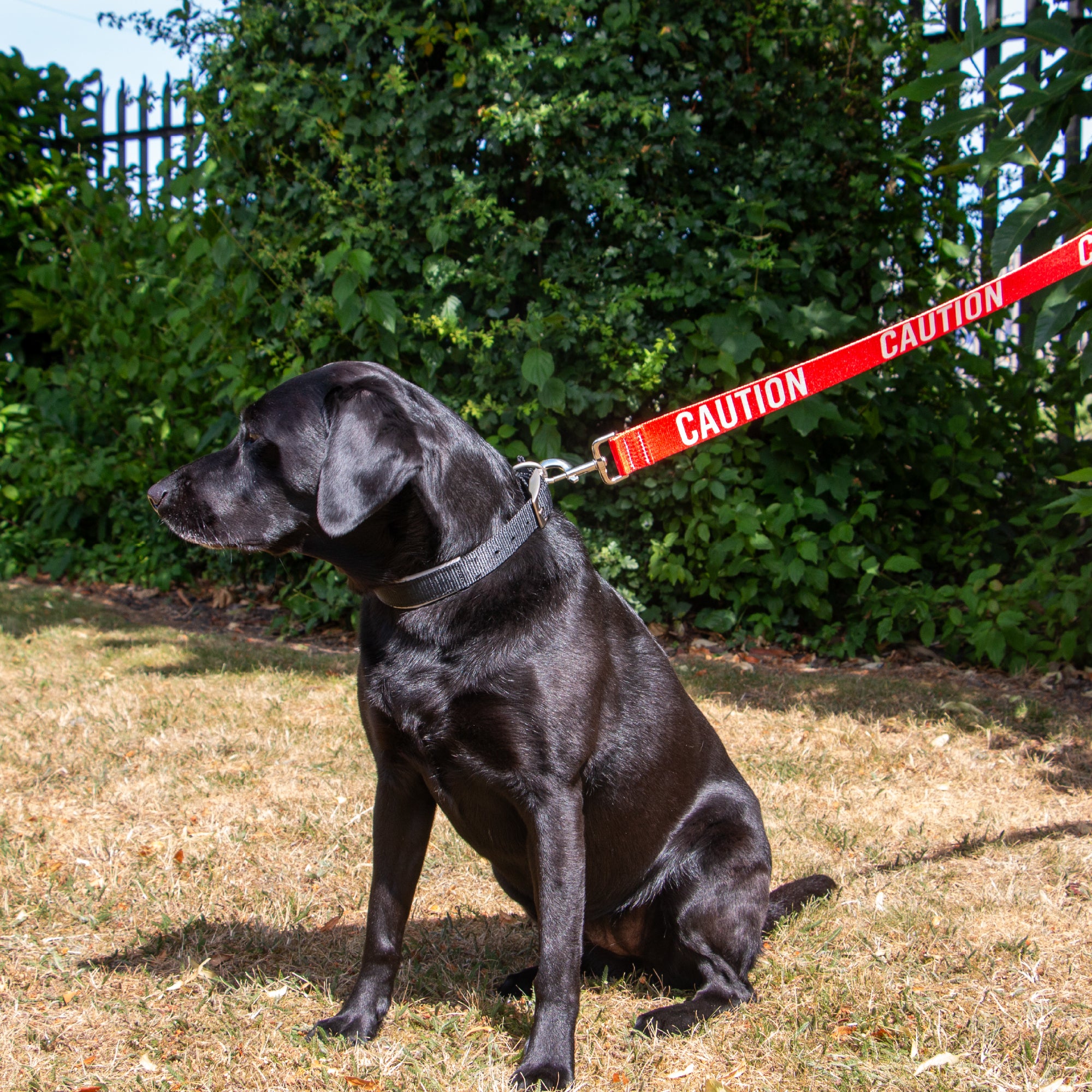 Black Labrador sitting on dry grass on a red CAUTION awareness lead