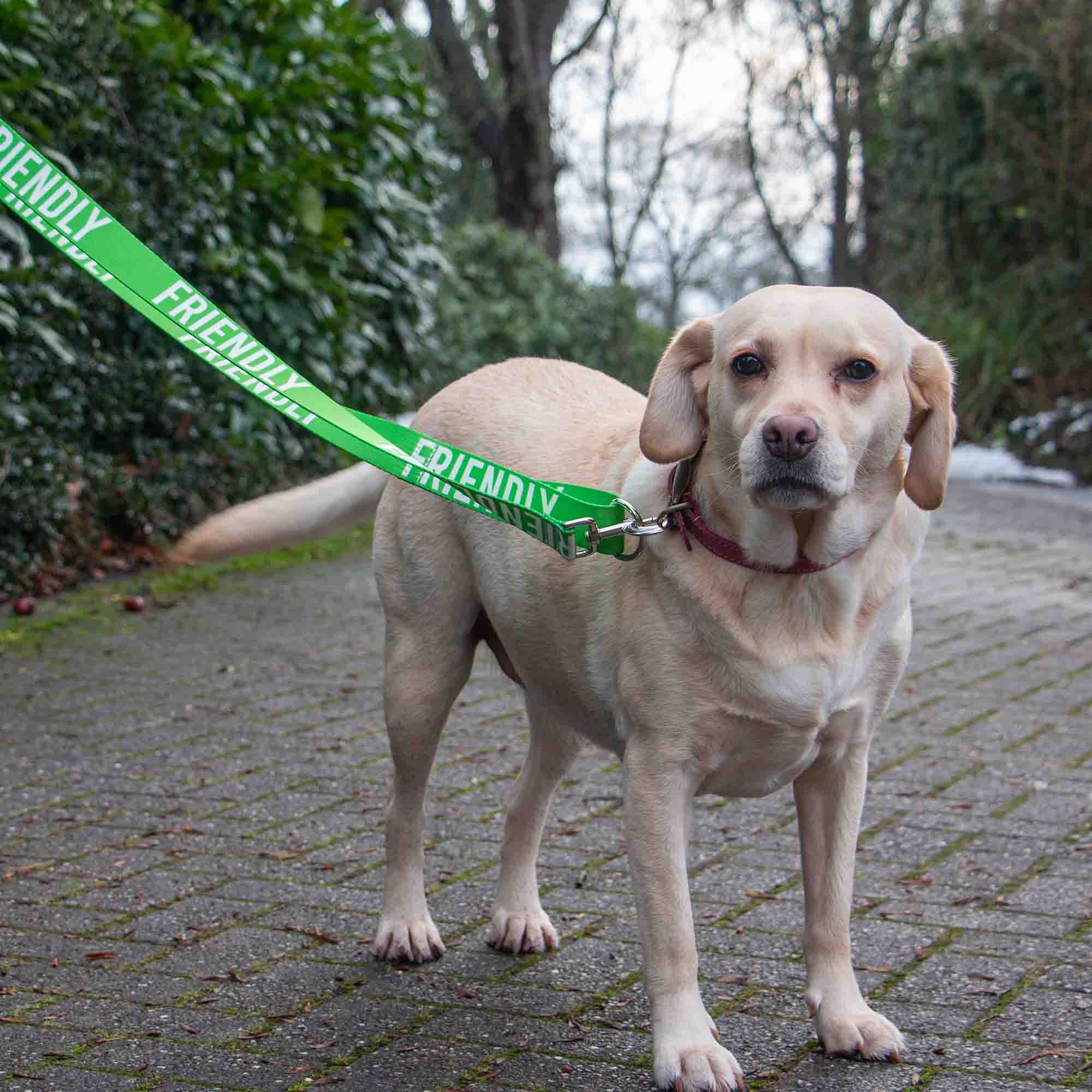 Yellow Labrador on a block-paved path on a green FRIENDLY awareness lead