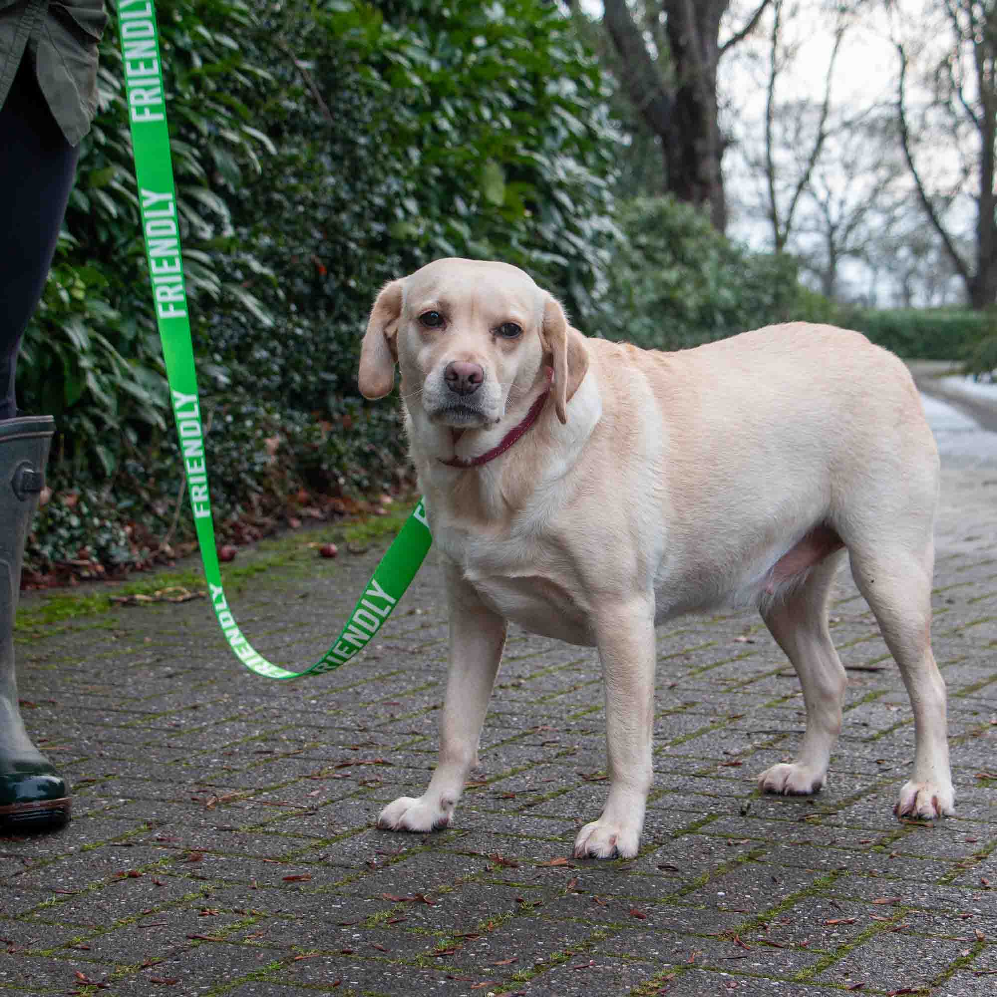 Owner walking a yellow Labrador on the green FRIENDLY lead
