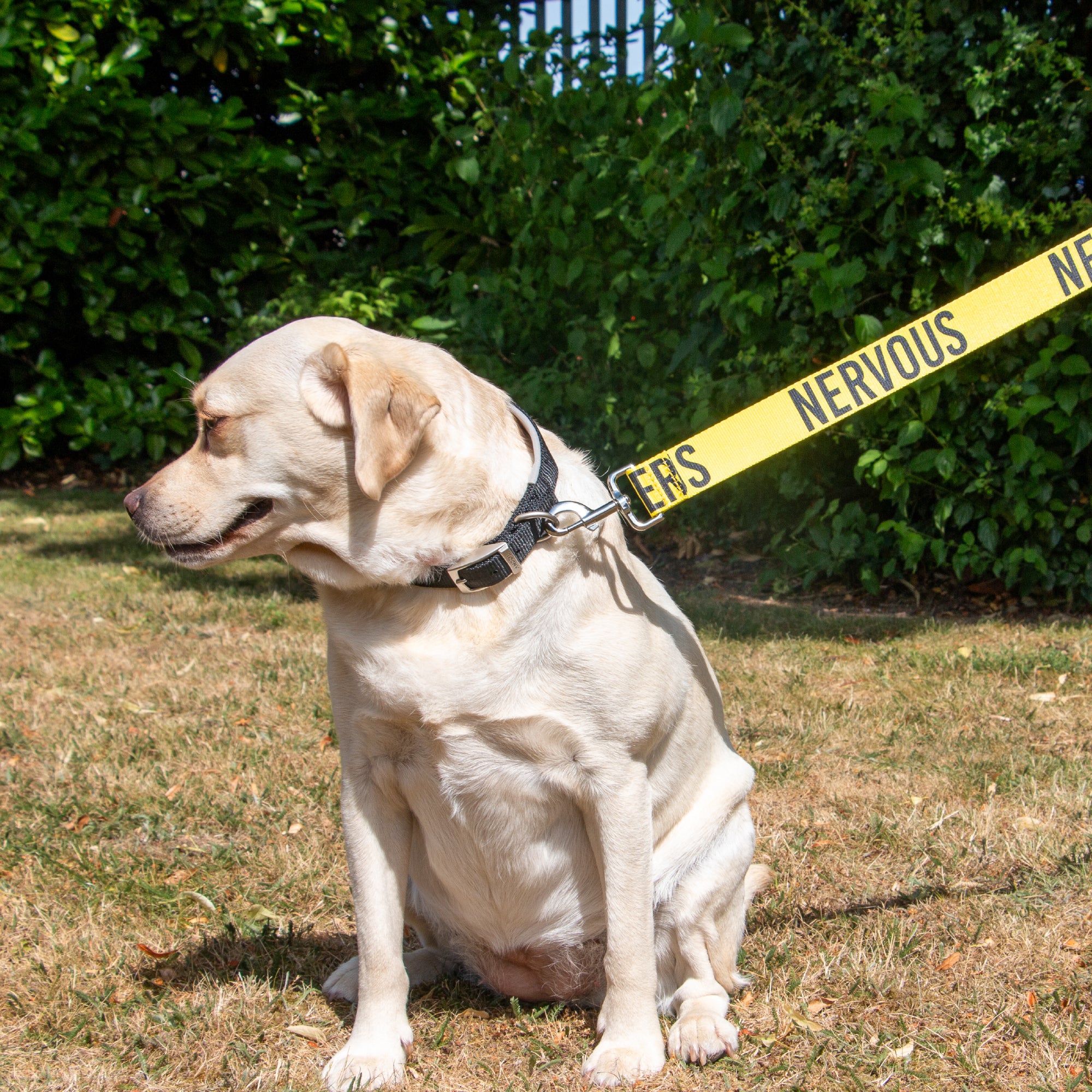 Labrador sitting on grass on a yellow NERVOUS awareness lead