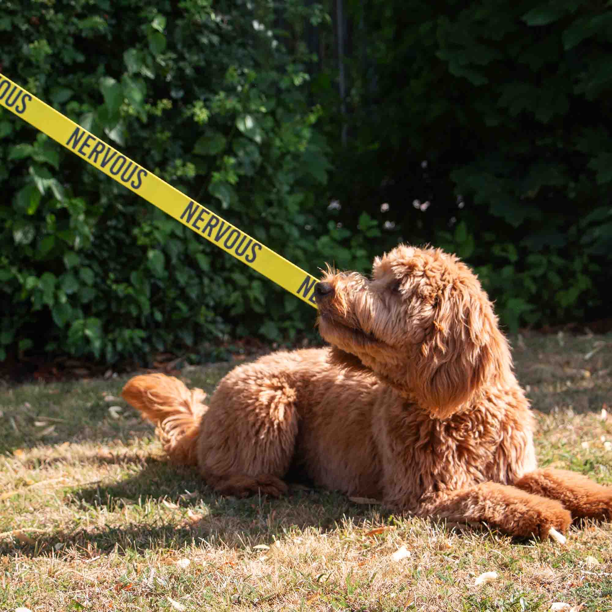 Curly-coated dog lying on grass on the yellow NERVOUS lead