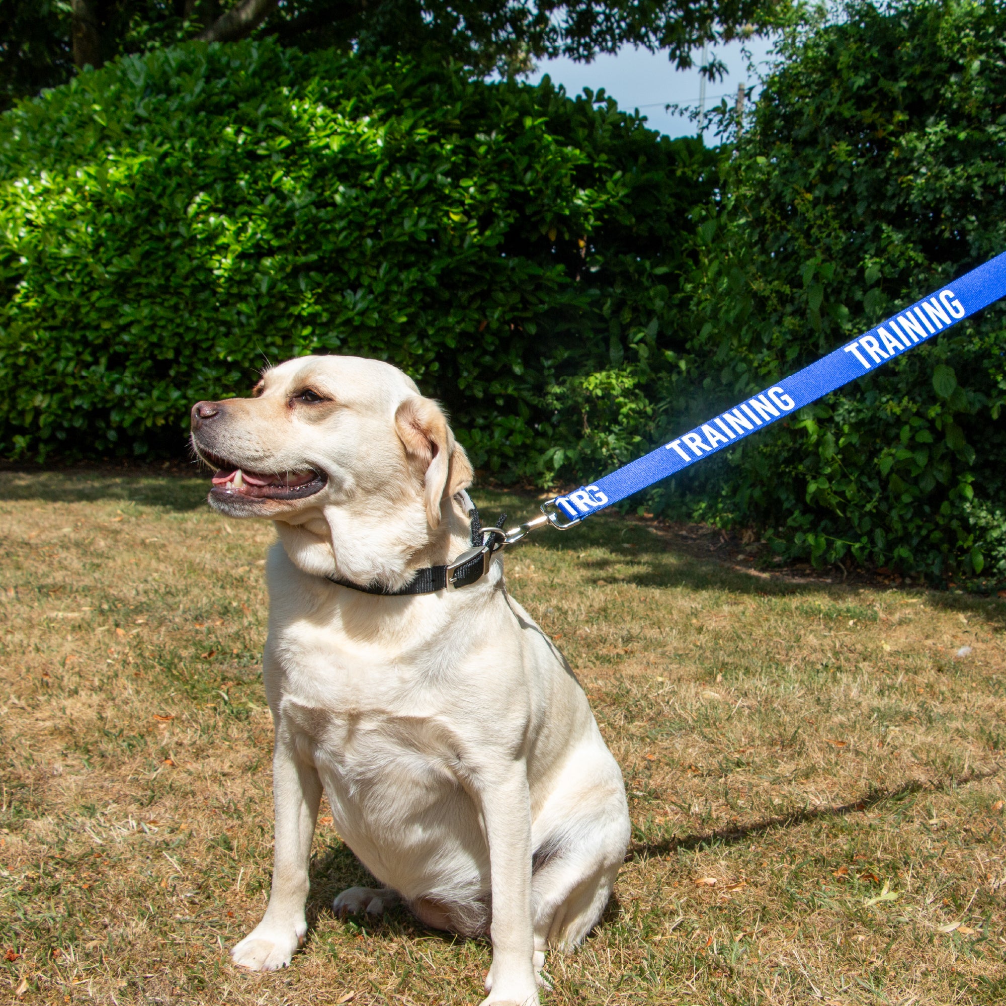 Labrador sitting on grass on a blue TRAINING awareness lead