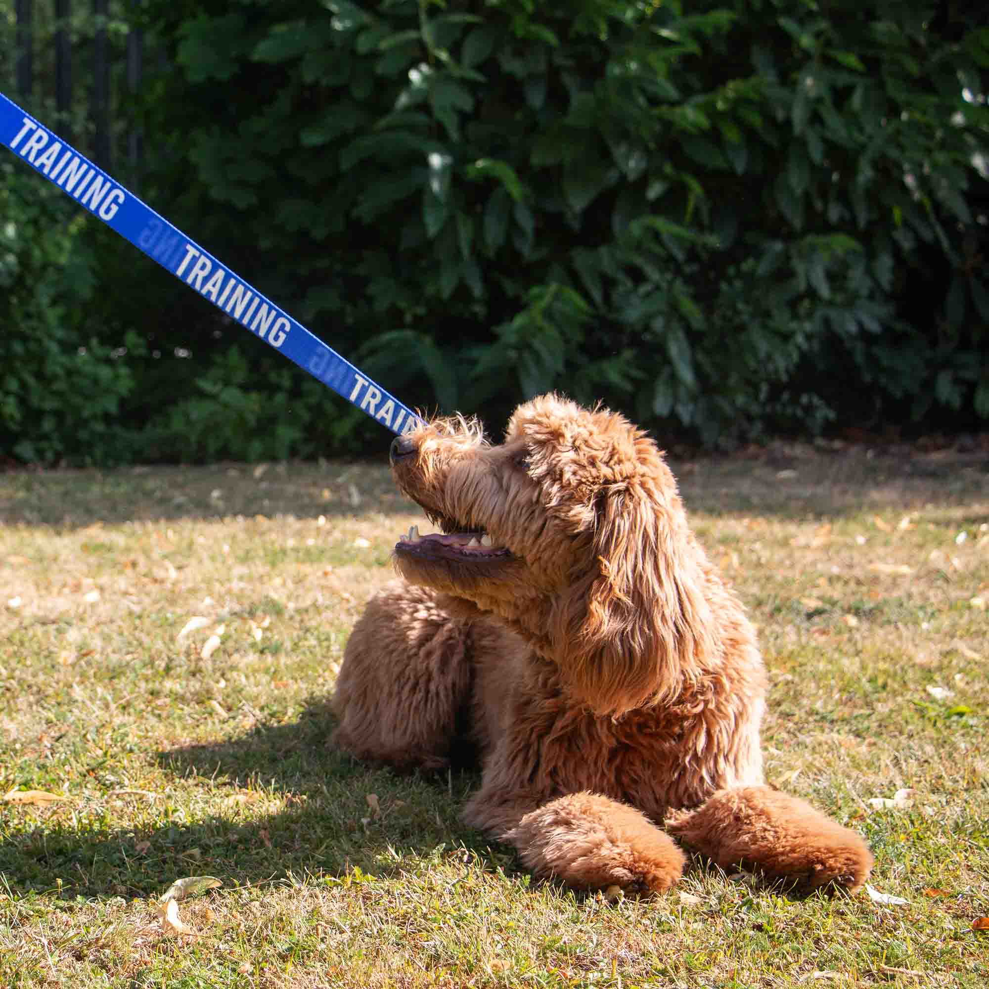 Curly-coated dog lying on grass on the blue TRAINING lead