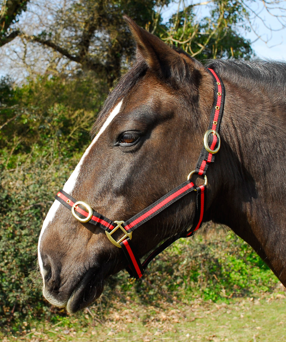 Snowhill Nylon Headcollar – Extra Full, Black/Red