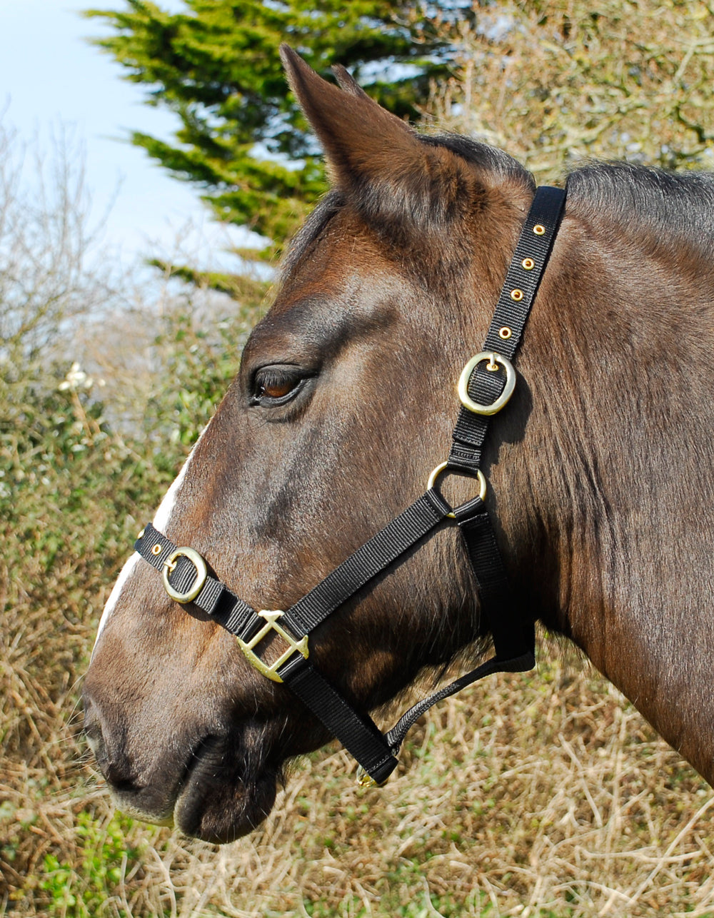 Snowhill Nylon Headcollar – Full, Black