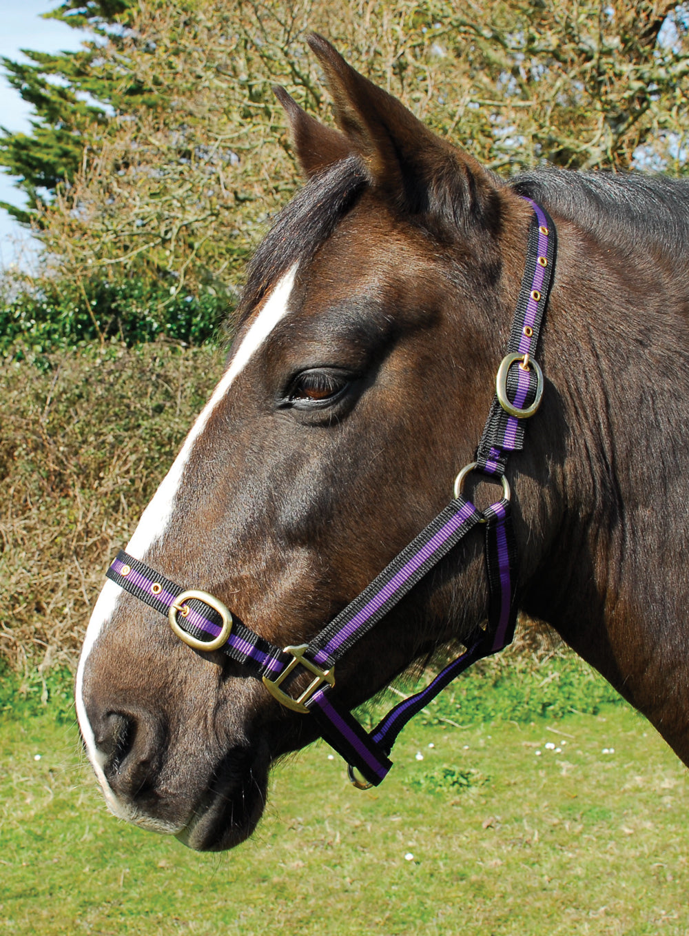 Snowhill Nylon Headcollar – Pony, Black/Purple