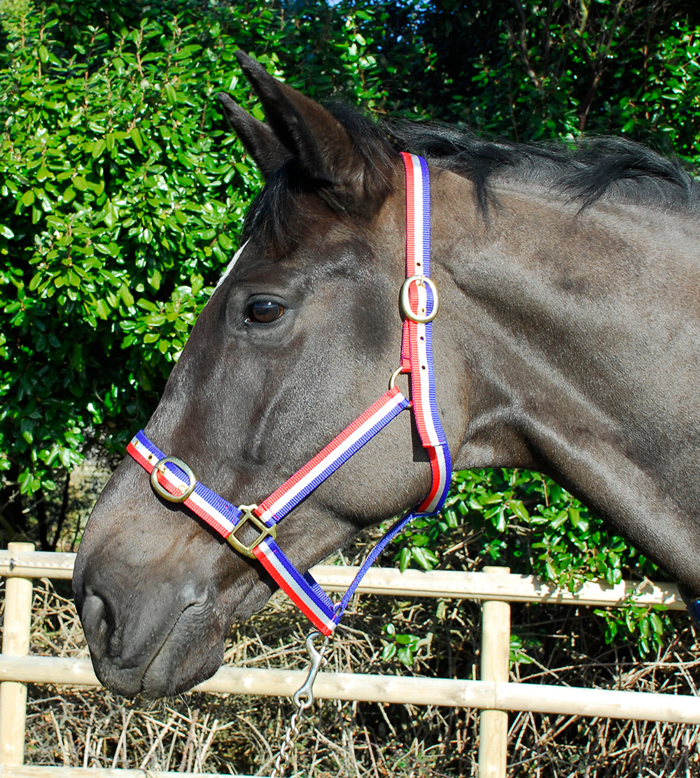Snowhill Nylon Headcollar – Extra Full, Red/White/Blue