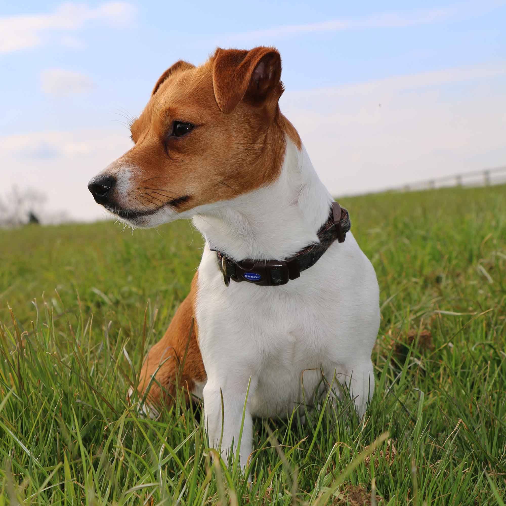 Jack Russell sitting in a grassy field wearing an Ancol Heritage collar