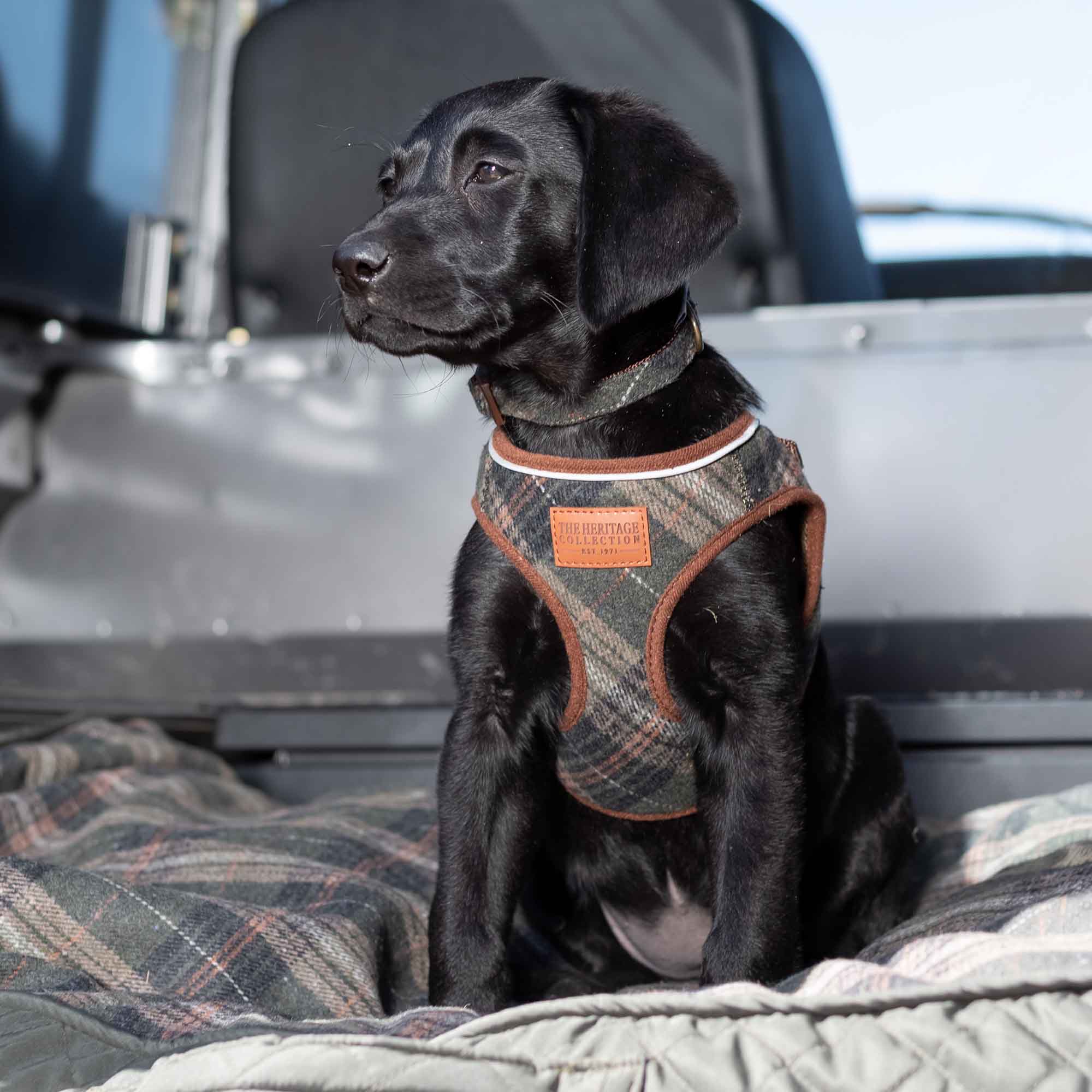 Black Labrador puppy wearing the matching green check harness