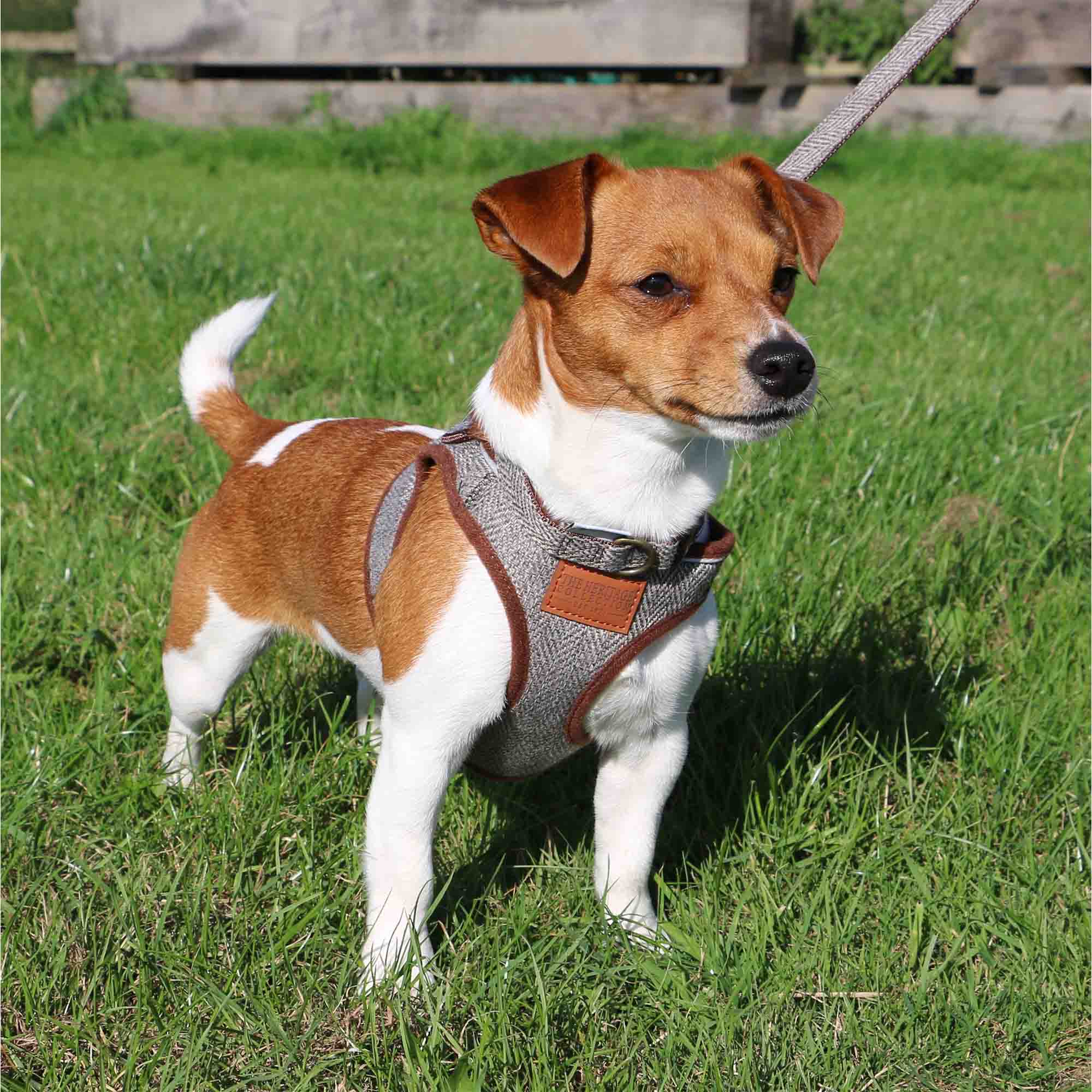 Jack Russell in a herringbone step-in harness on grass