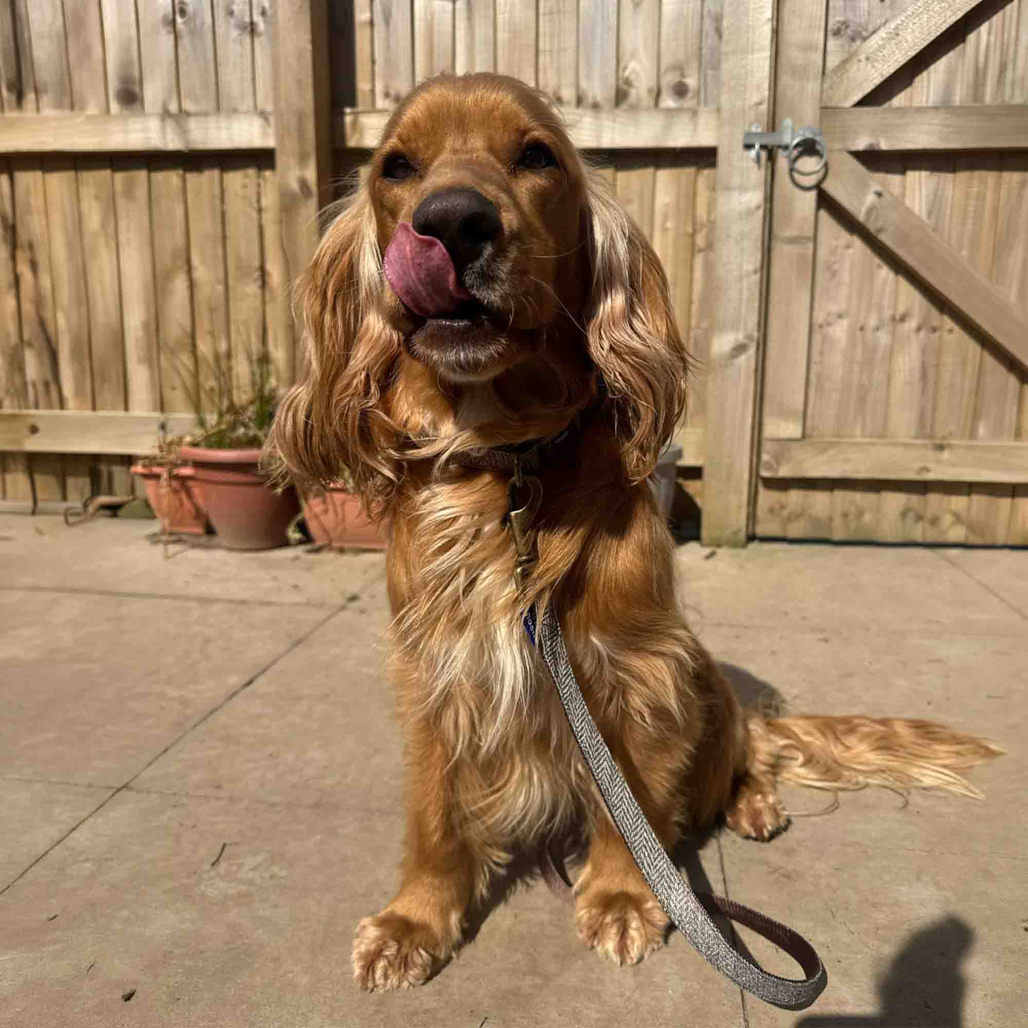 Golden cocker spaniel sitting on a patio on a herringbone lead
