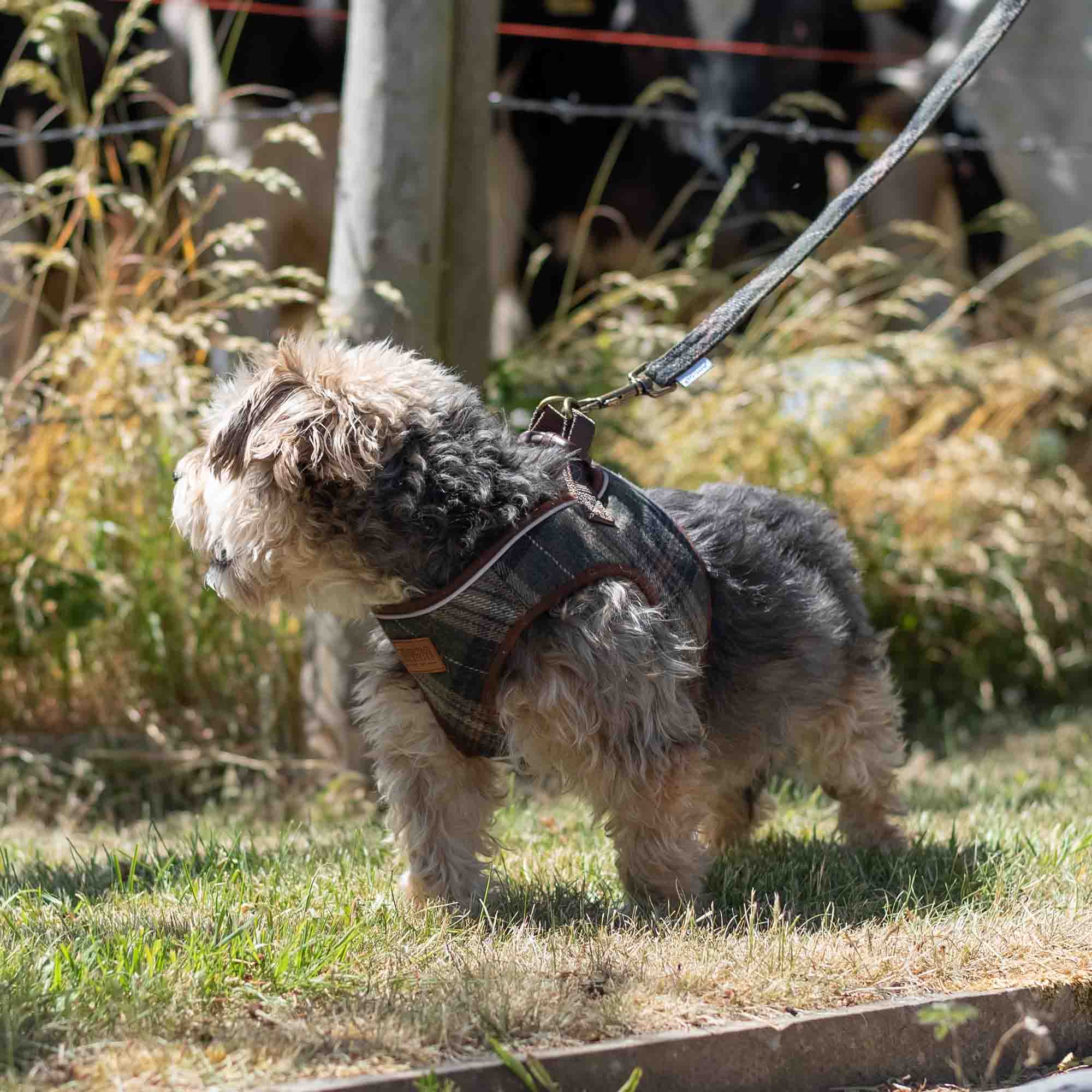 Small terrier in a green check harness on the matching check lead