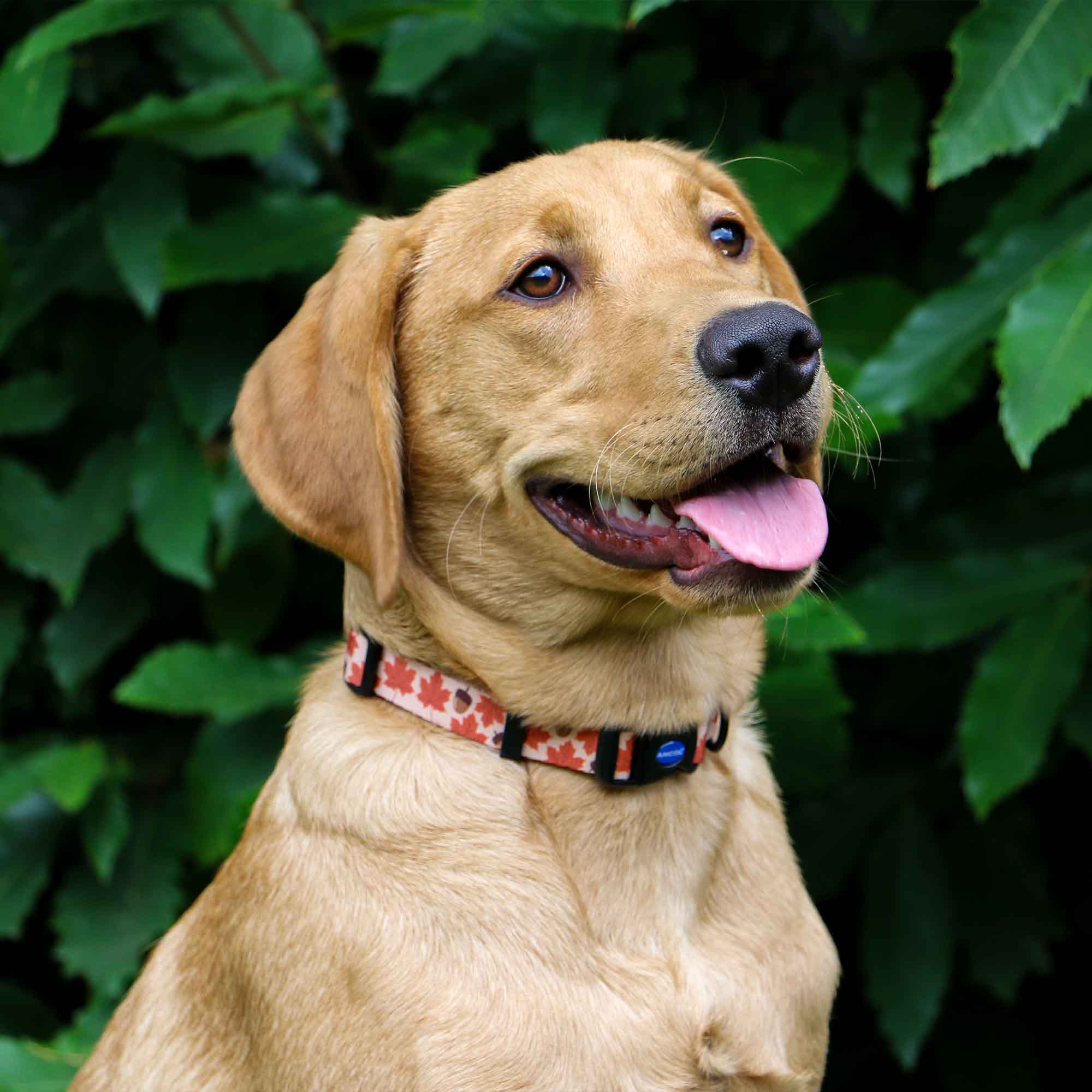 Ancol Soho Maple Leaf Dog Collar – Large 45-70cm, Recycled Webbing