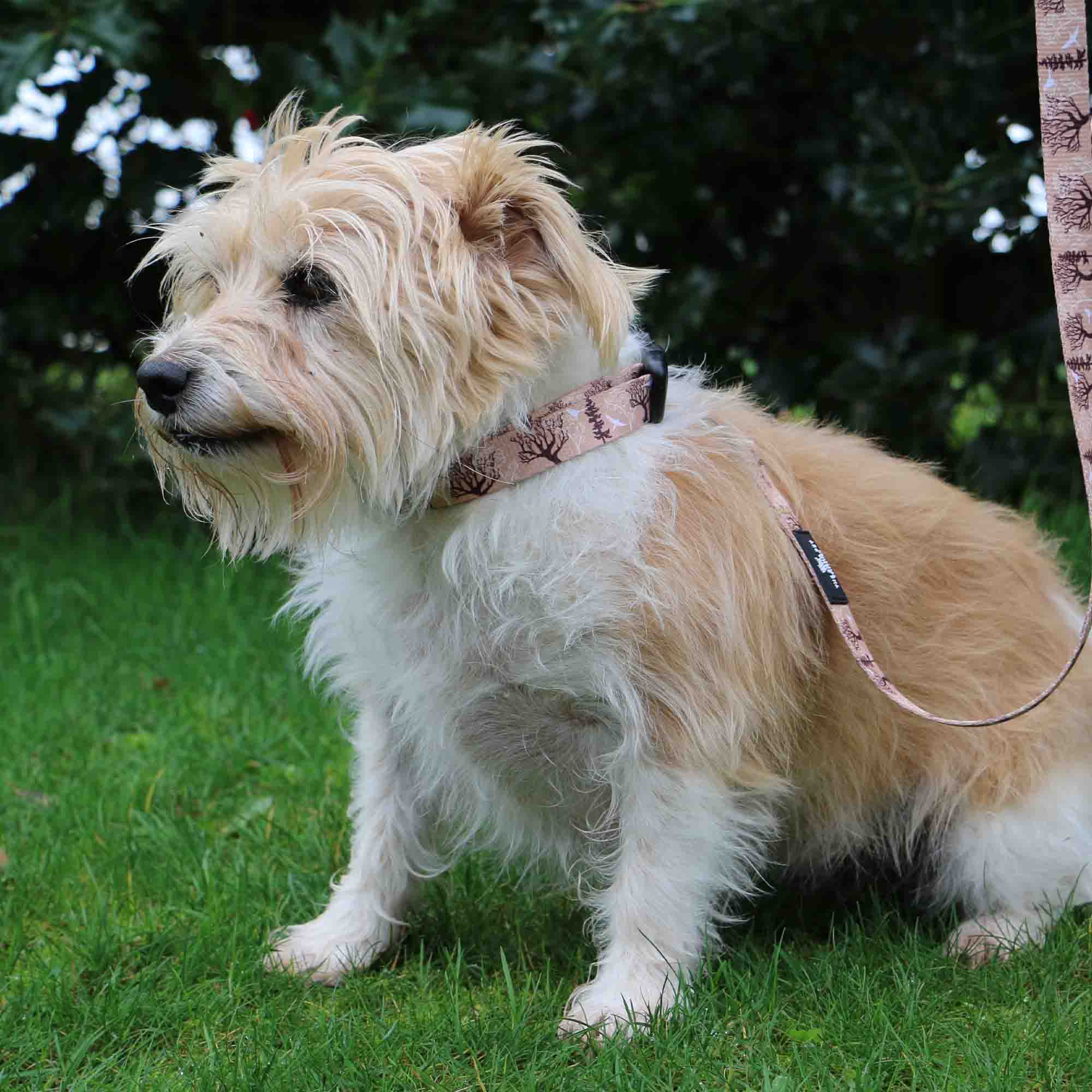 Ancol Soho Woodland Dog Collar – Large 45-70cm, Recycled Webbing