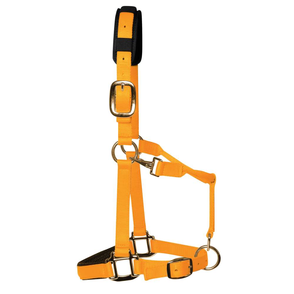 KM Elite Luxury Padded Headcollar Hot Orange - Small (Large Pony)