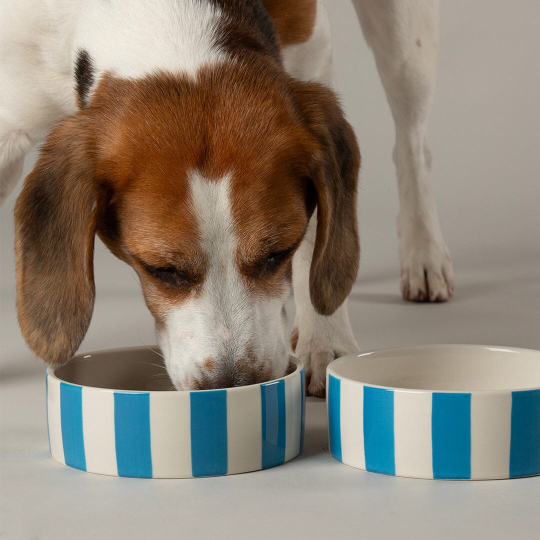 Scruffs Amalfi Stripe Food Bowl 13cm Blue for Dogs