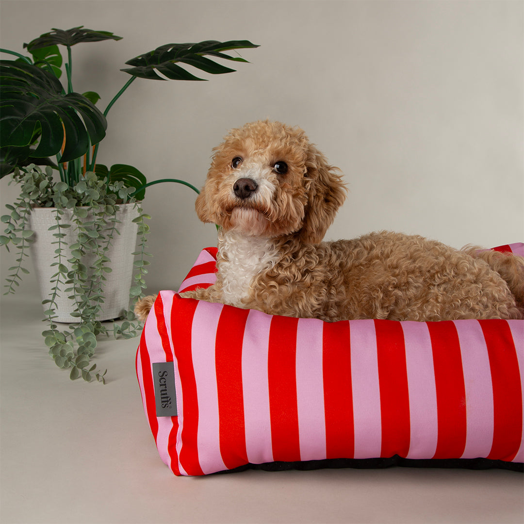 Scruffs Amalfi Box Bed Extra Large Pink Stripe 90 x 70 x 22 cm