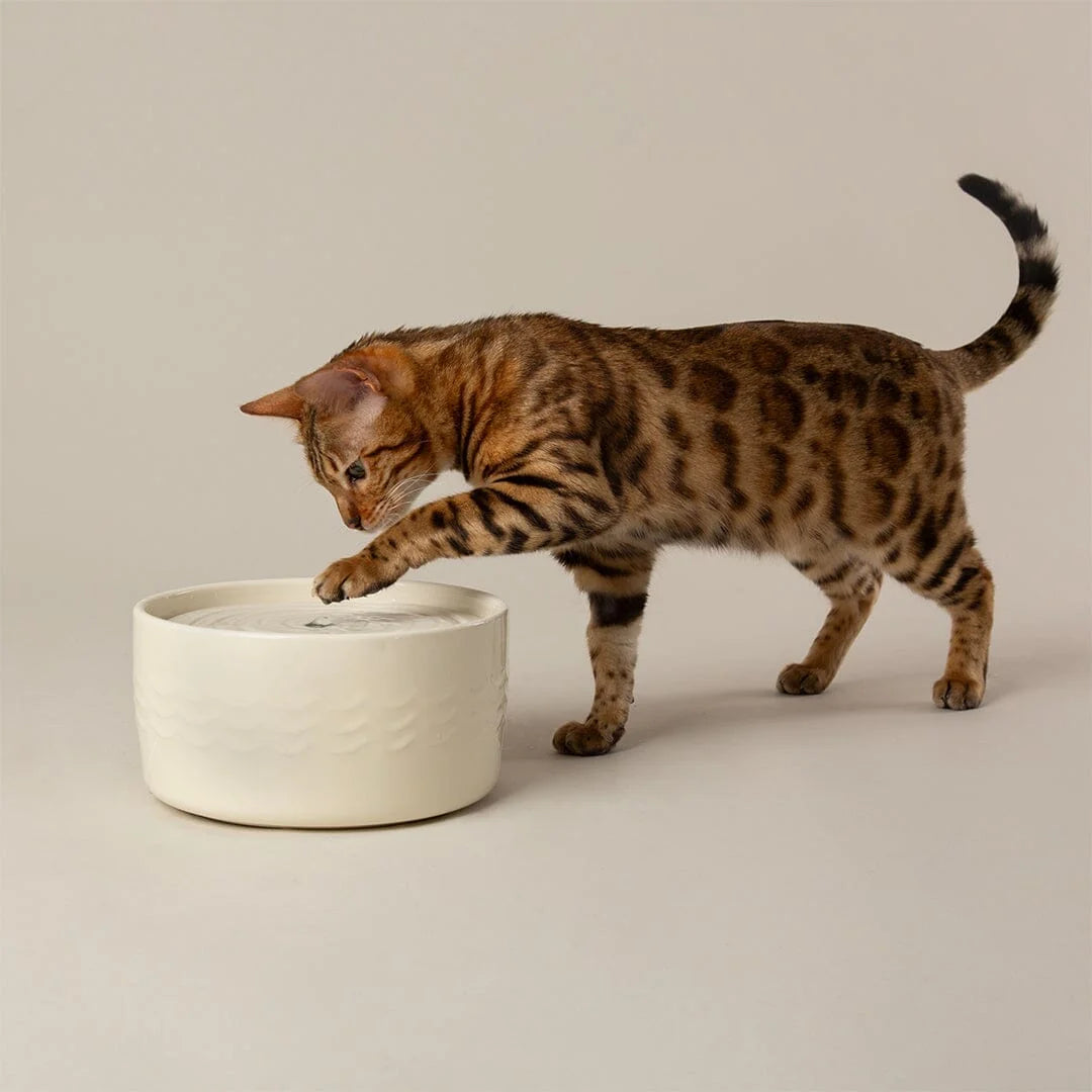Scruffs 20cm Icon Cat Water Fountain Cream 1.5L