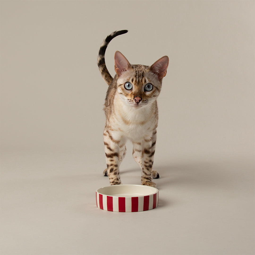 Scruffs Amalfi Stripe Cat Saucer 13cm Green