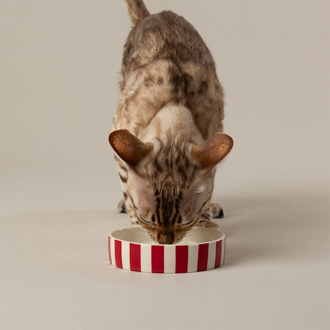 Scruffs Amalfi Stripe Cat Saucer 13cm Red - Stylish Whisker-Friendly Cat Bowl