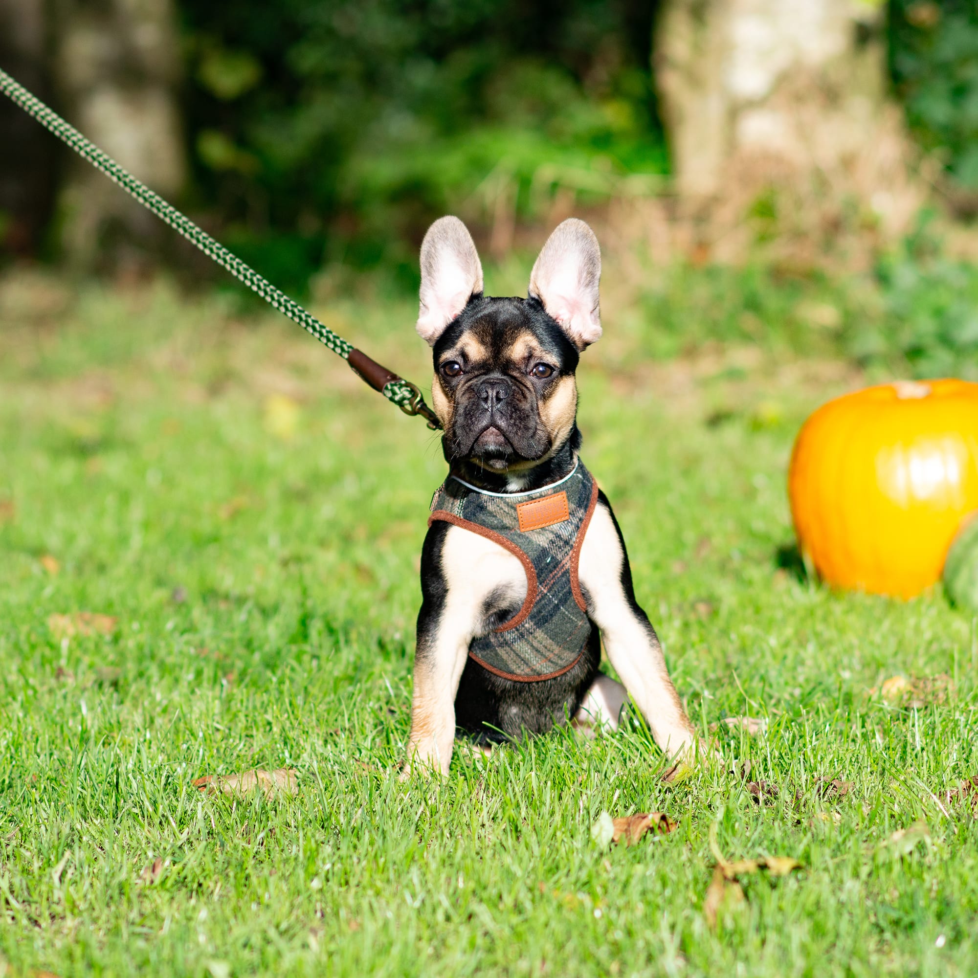 French bulldog in a check harness on the green rope lead beside pumpkins